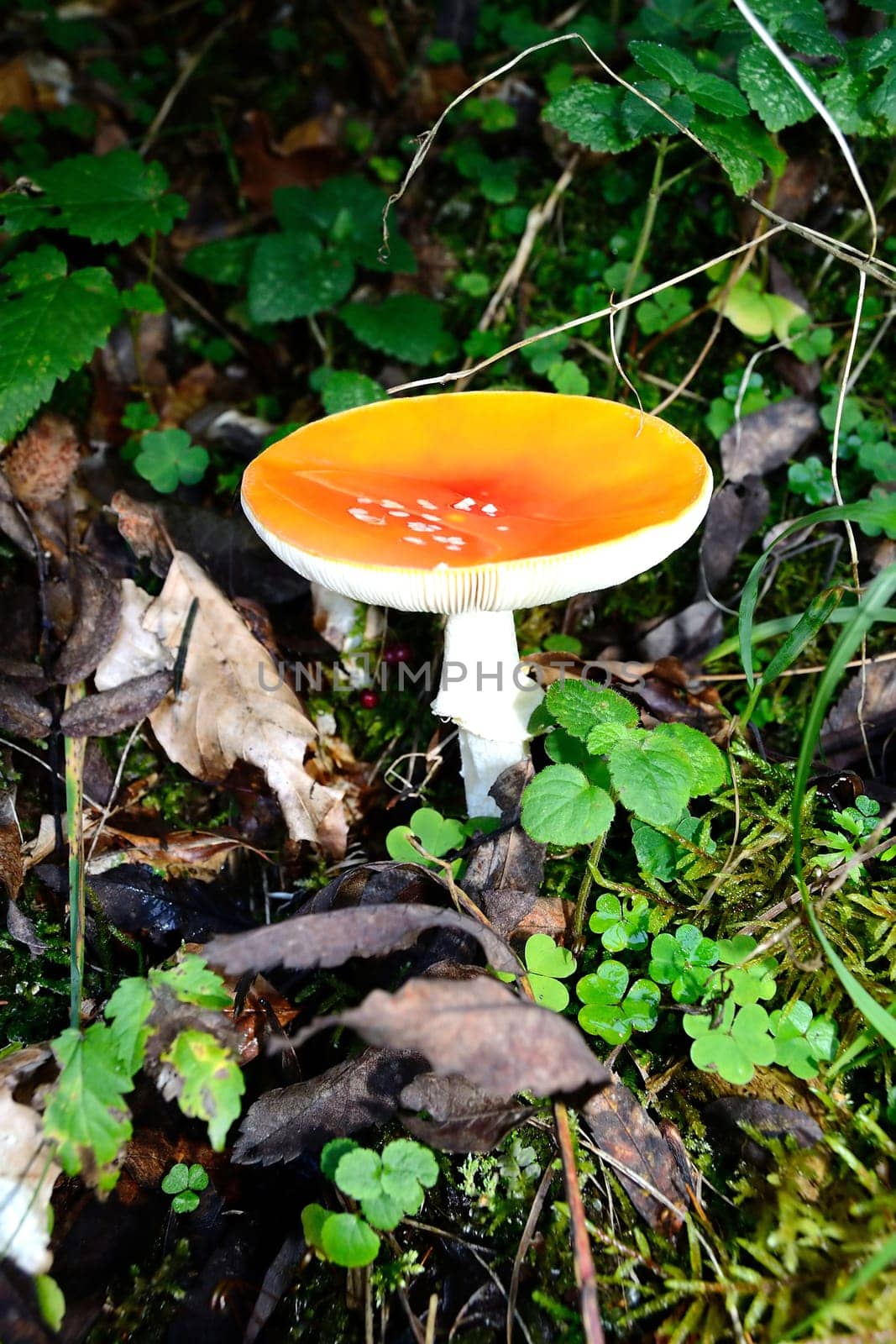 Close up of a mushroom