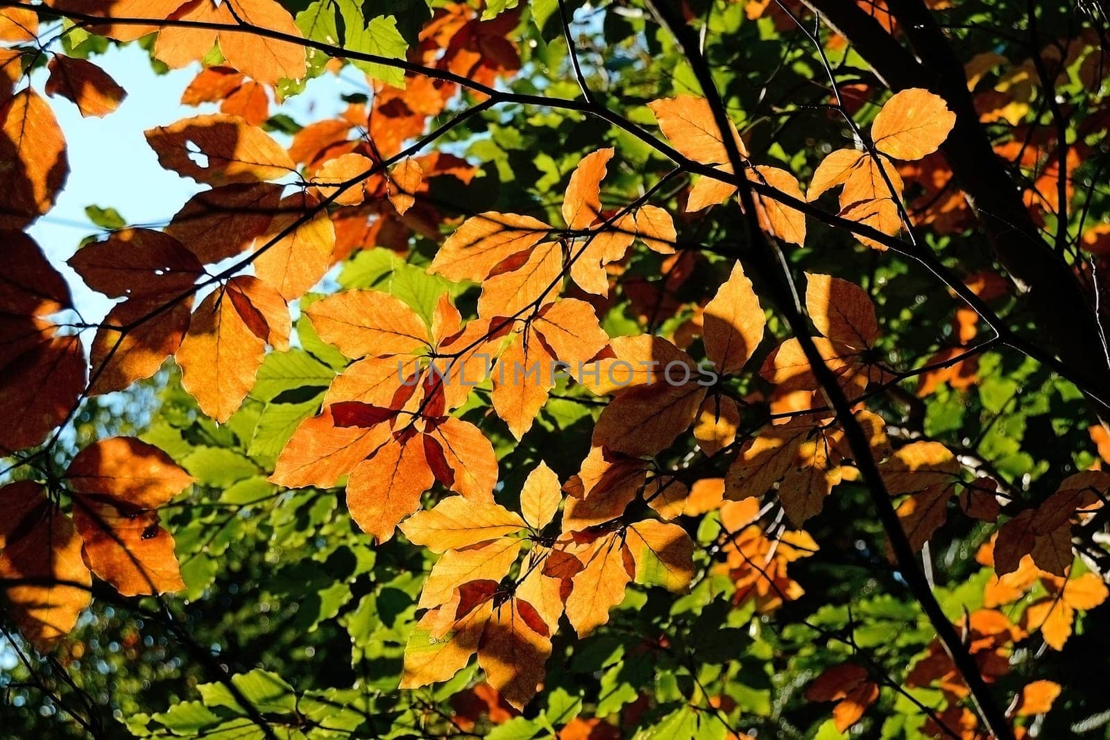 Forest in Autumn with sun rays