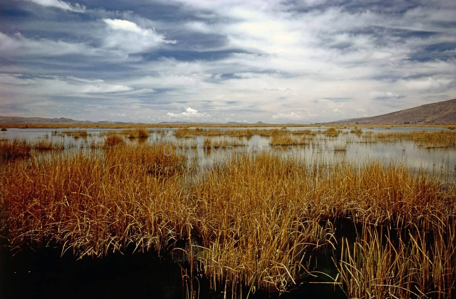 Totora Reeds on Lake Titicaca, Peru