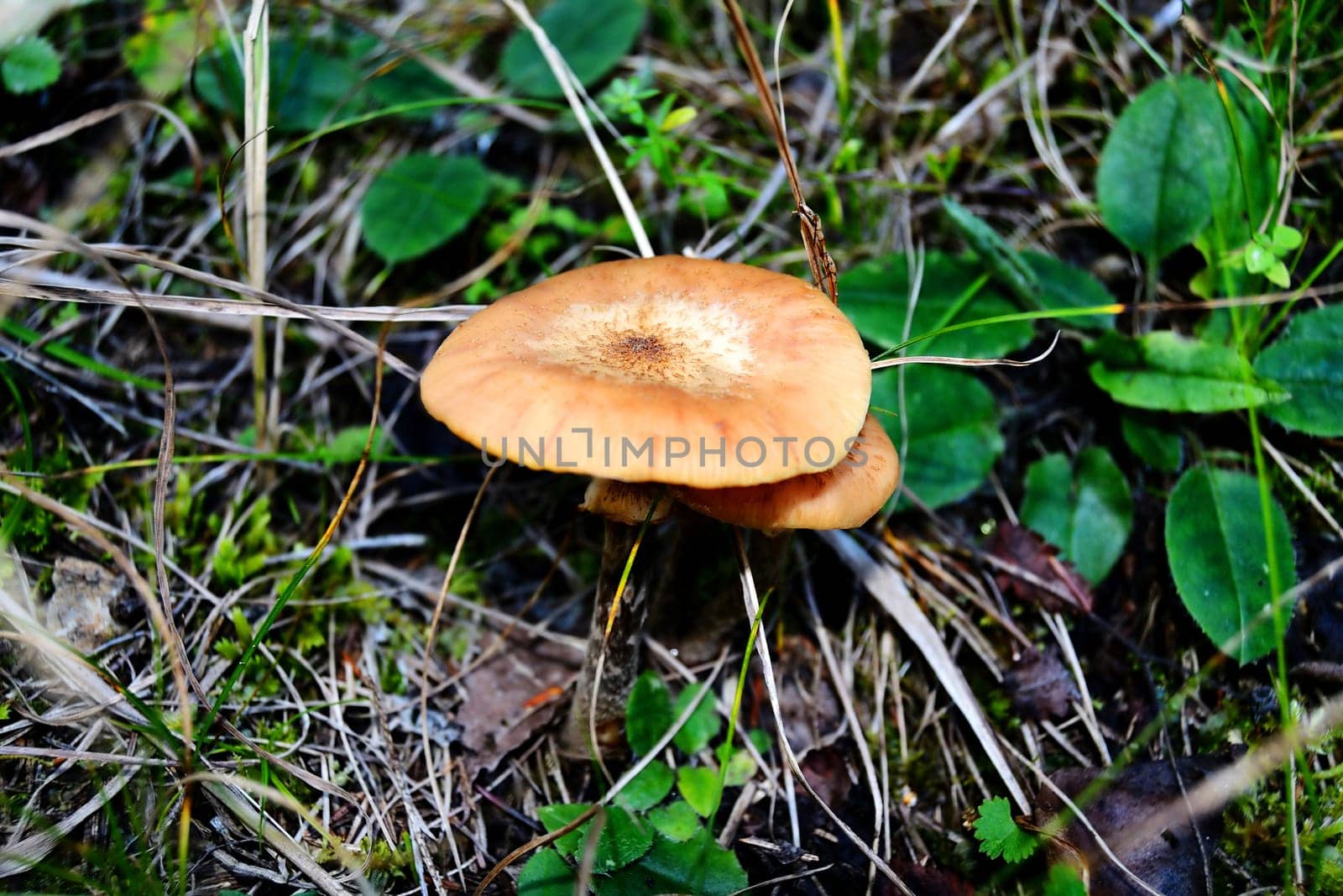 Close up of a mushroom