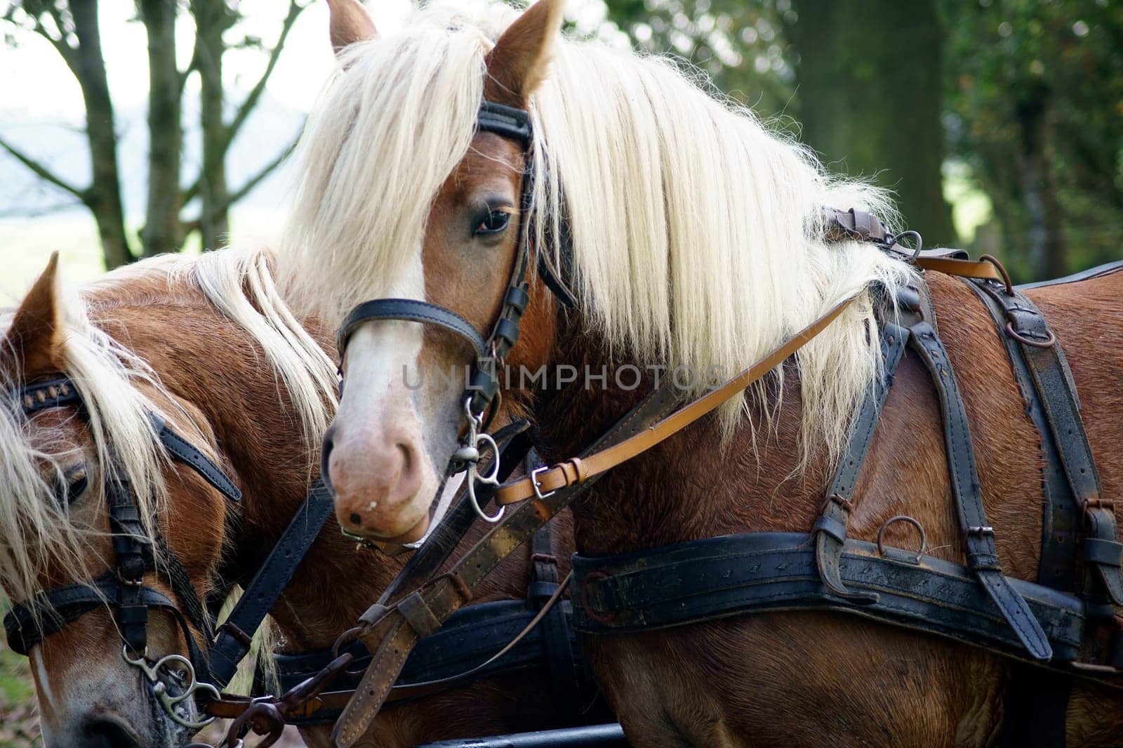 The photograph of a team of horses from Haflinger in front of a carriage.