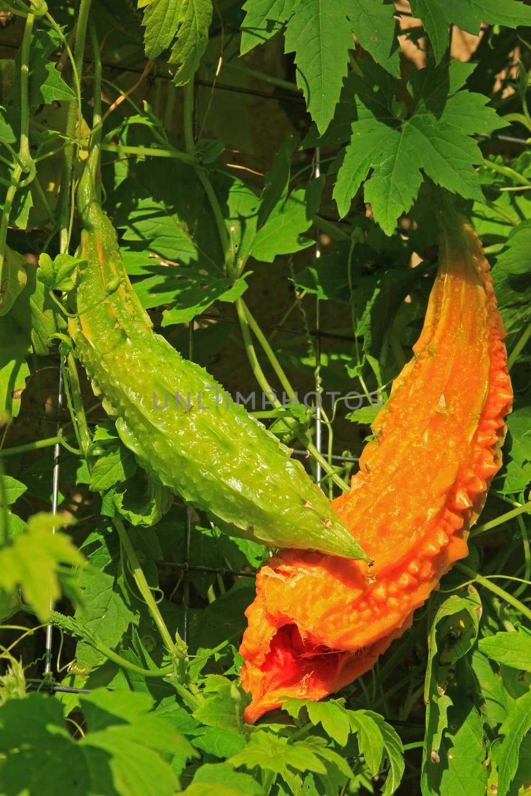 Bitter melon also bitter cucumber,balsam pear (Momordica charantia),ripe fruit in the wild