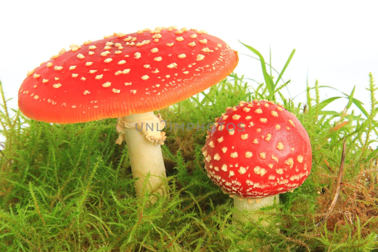 Fly mushrooms (Amanita muscaria) in moss,exposed against a white background