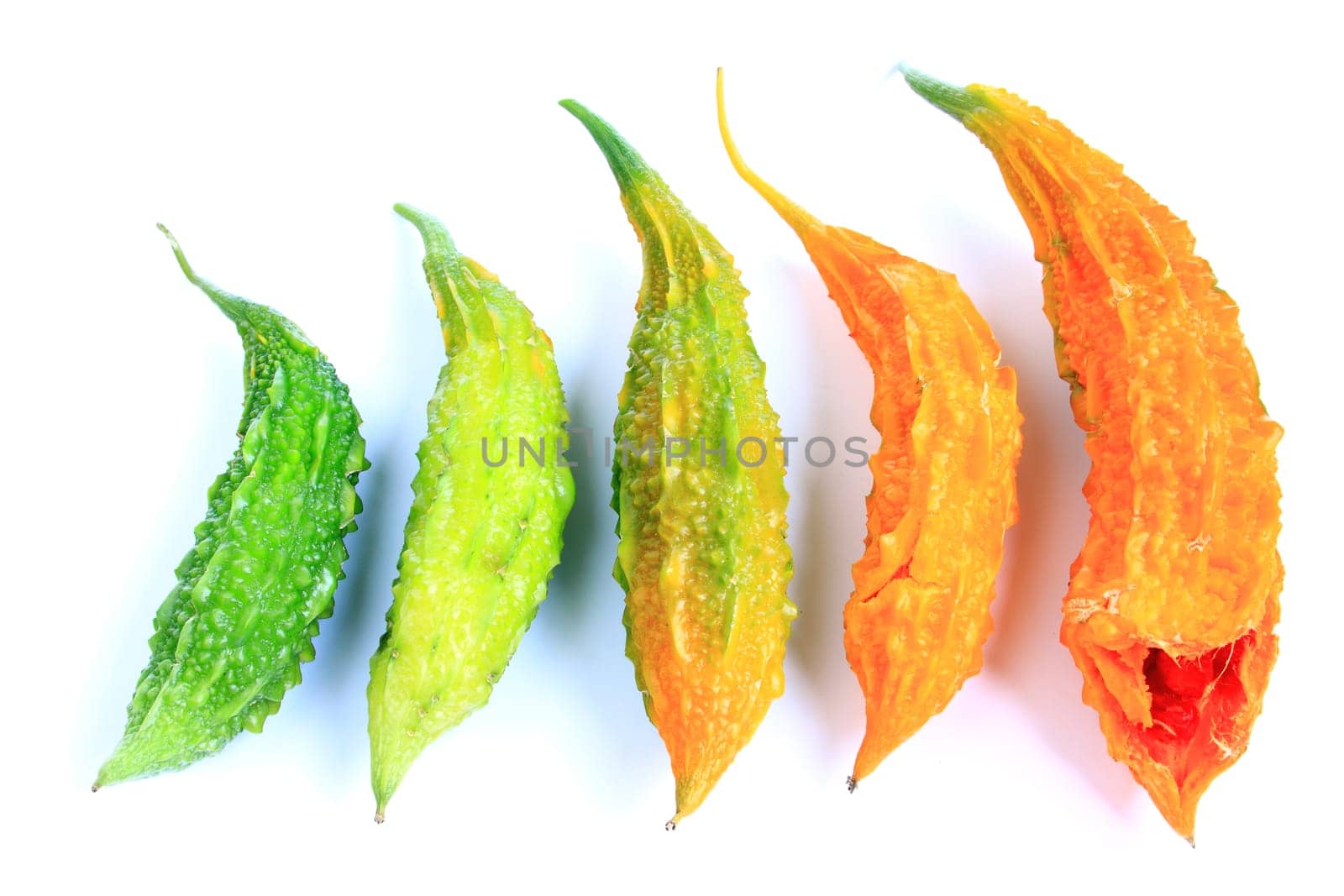 Bitter melon also bitter cucumber,balsampear (Momordica charantia),exempted against a white background