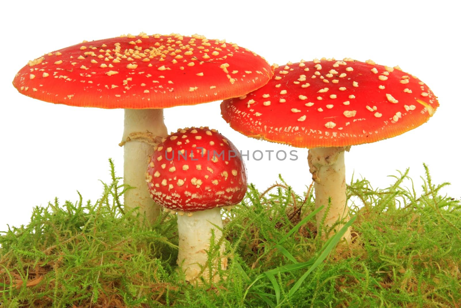 Fly mushrooms (Amanita muscaria) in moss,exposed against a white background