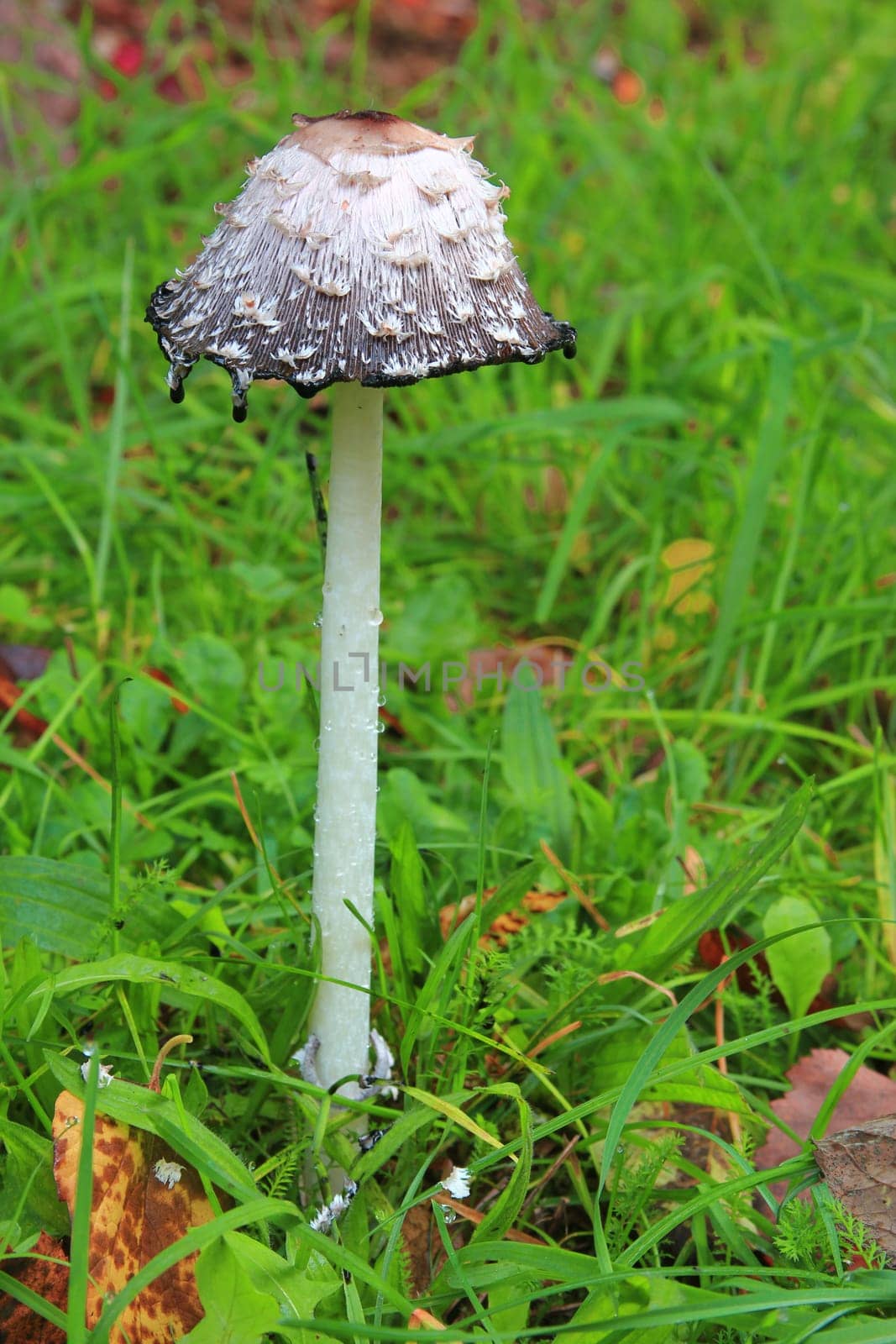 Schopftintling (Coprinus comatus) in a meadow