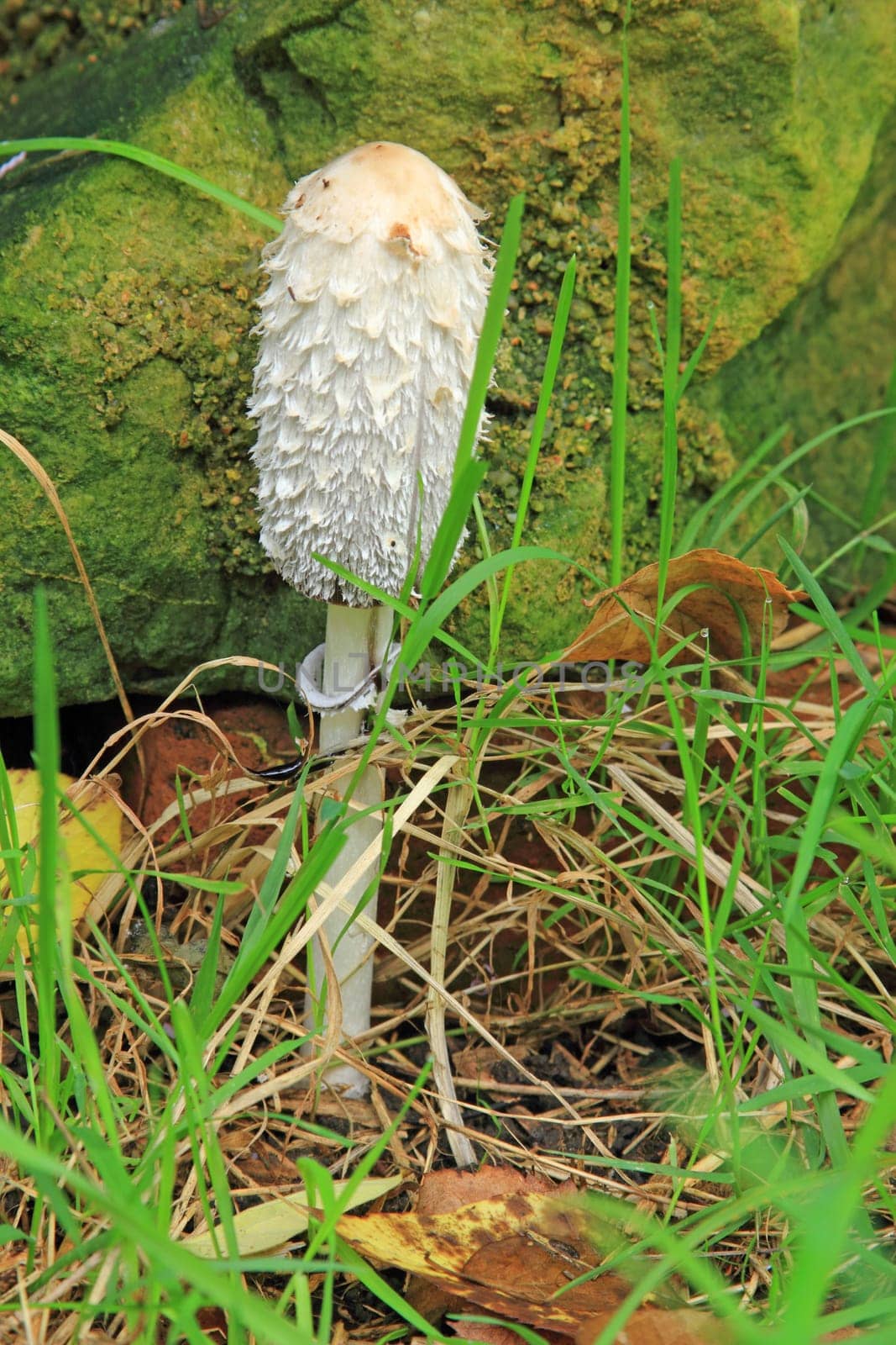 Schopftintling (Coprinus comatus) in a meadow