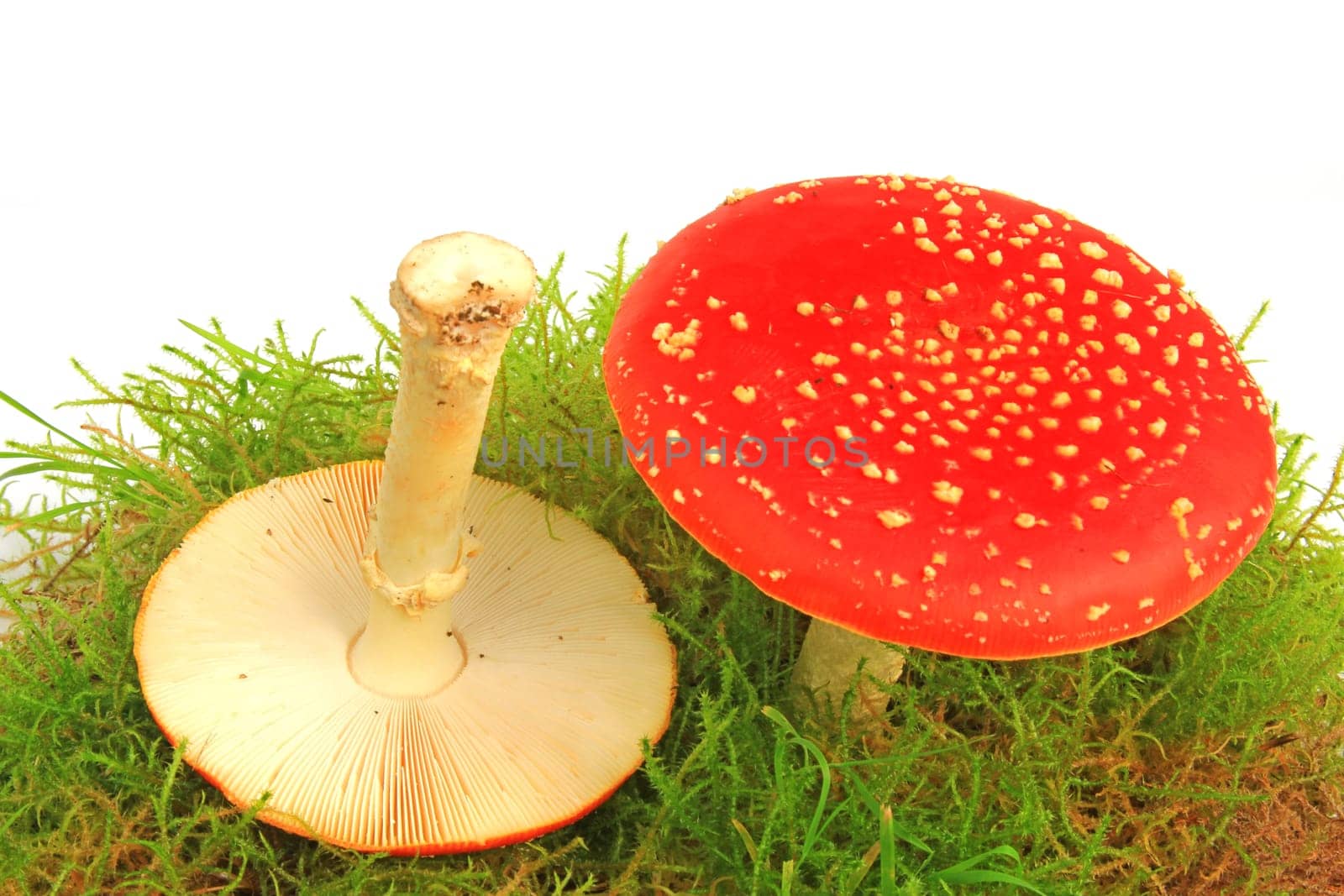 Fly mushrooms (Amanita muscaria) in moss,exposed against a white background