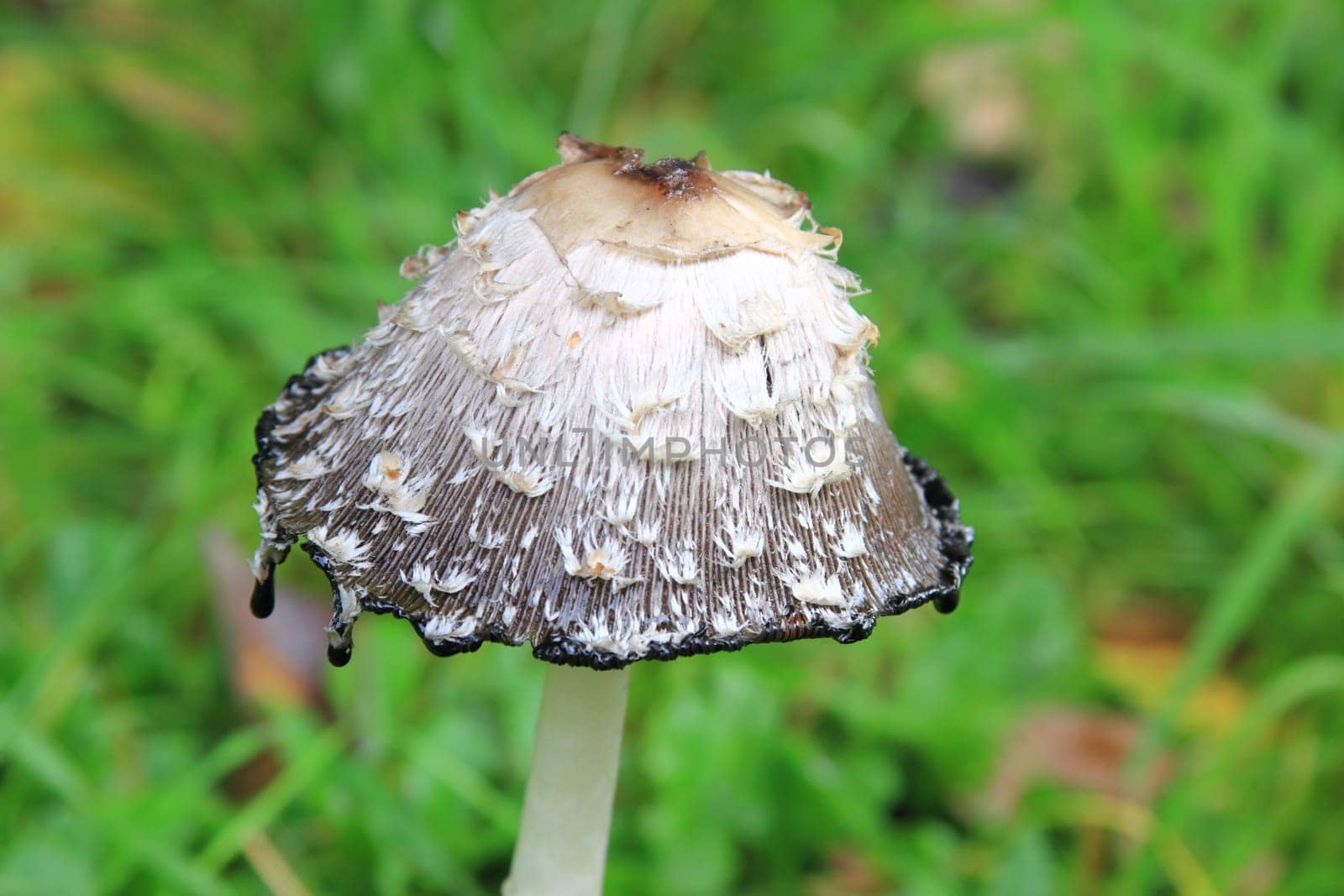 Schopftintling (Coprinus comatus) in a meadow