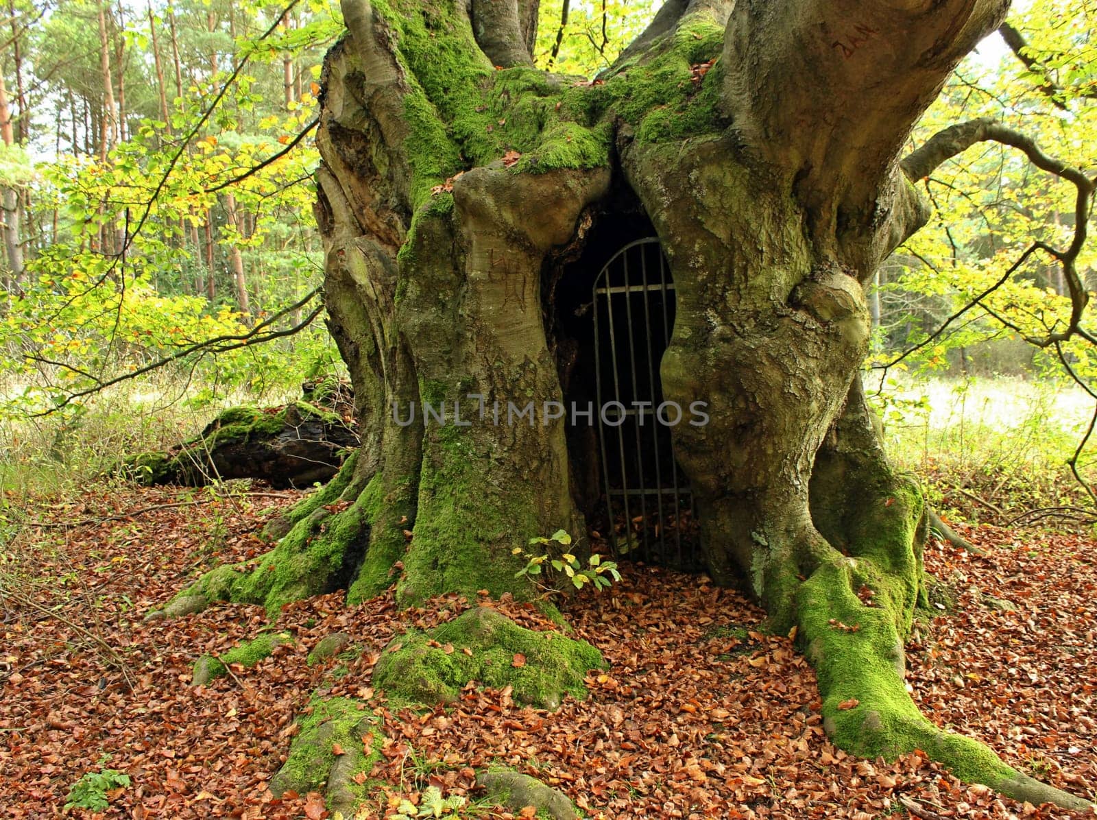The gateway to the underworld... ancient hut beech on the Bärenberg