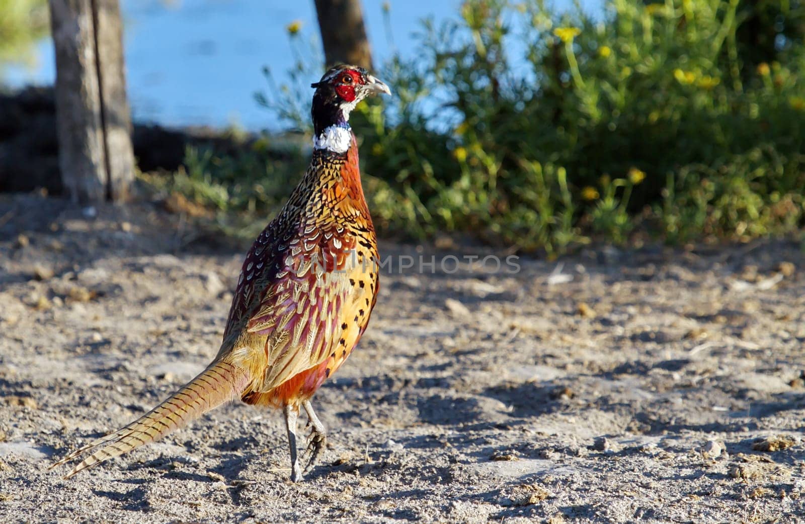 Male common pheasant, phasianus colchicus walking on the ground