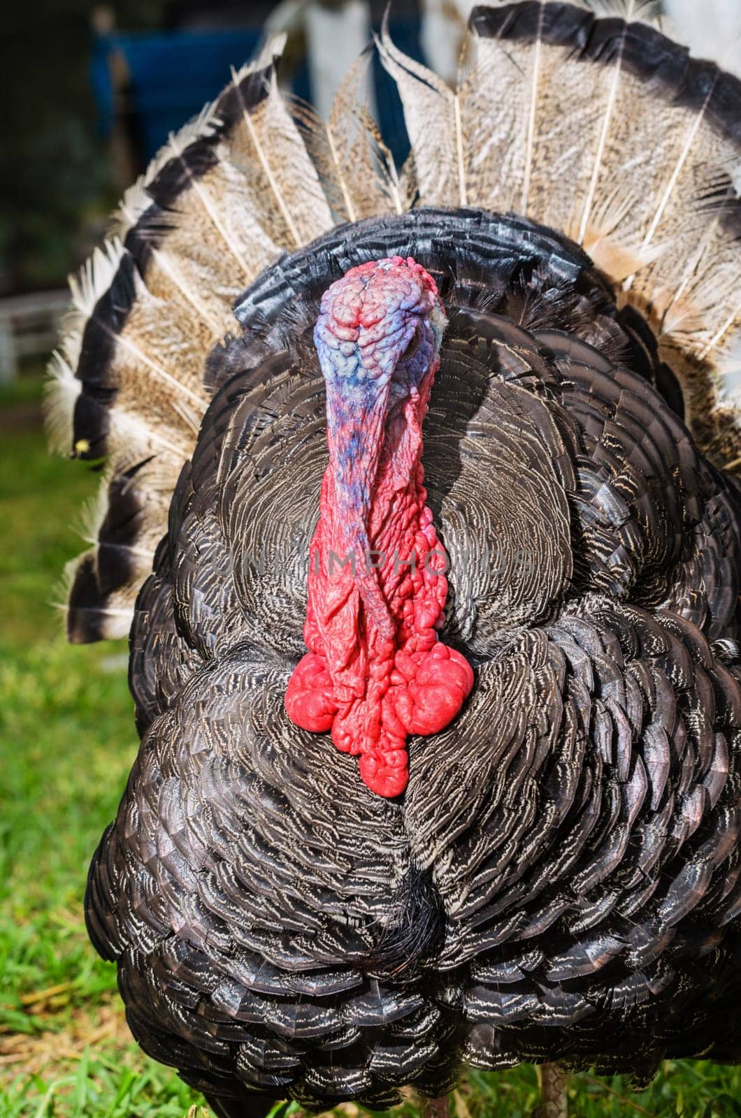 Male wild turkey or Meleagris gallopavo display attract mate in grass