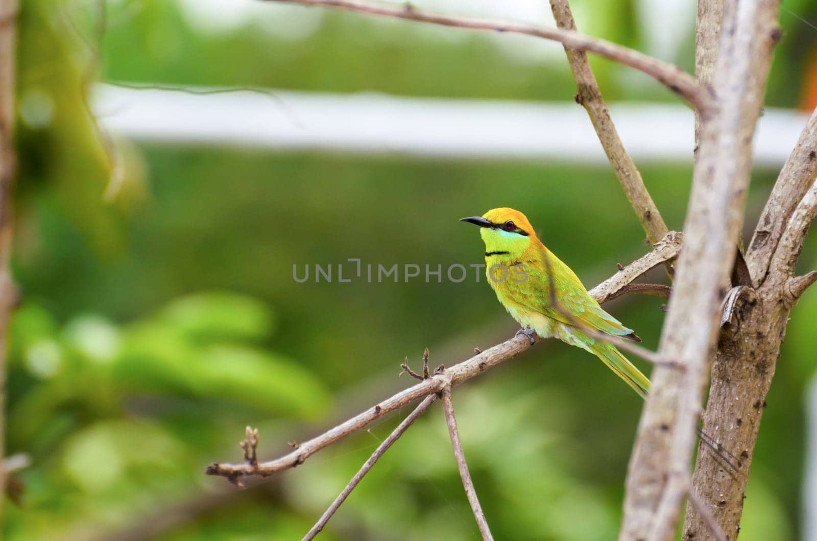 Little Green Bee Eater or Merops orientalis bird