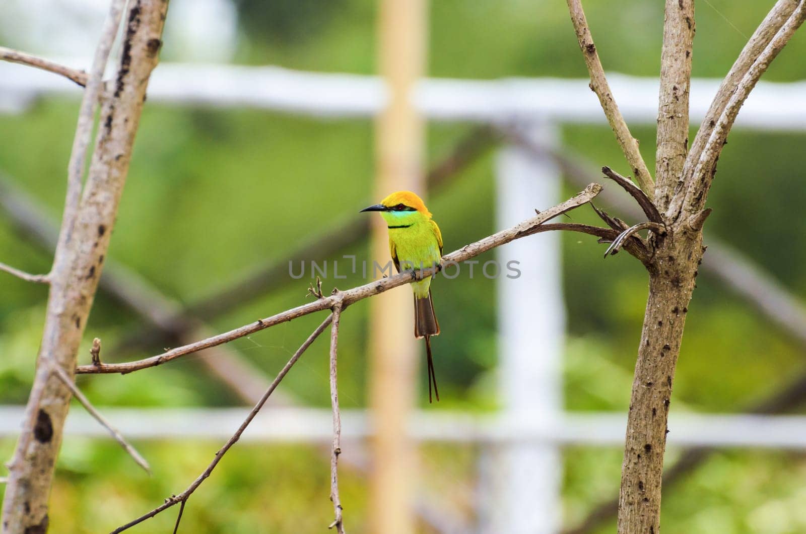 Little Green Bee Eater or Merops orientalis bird