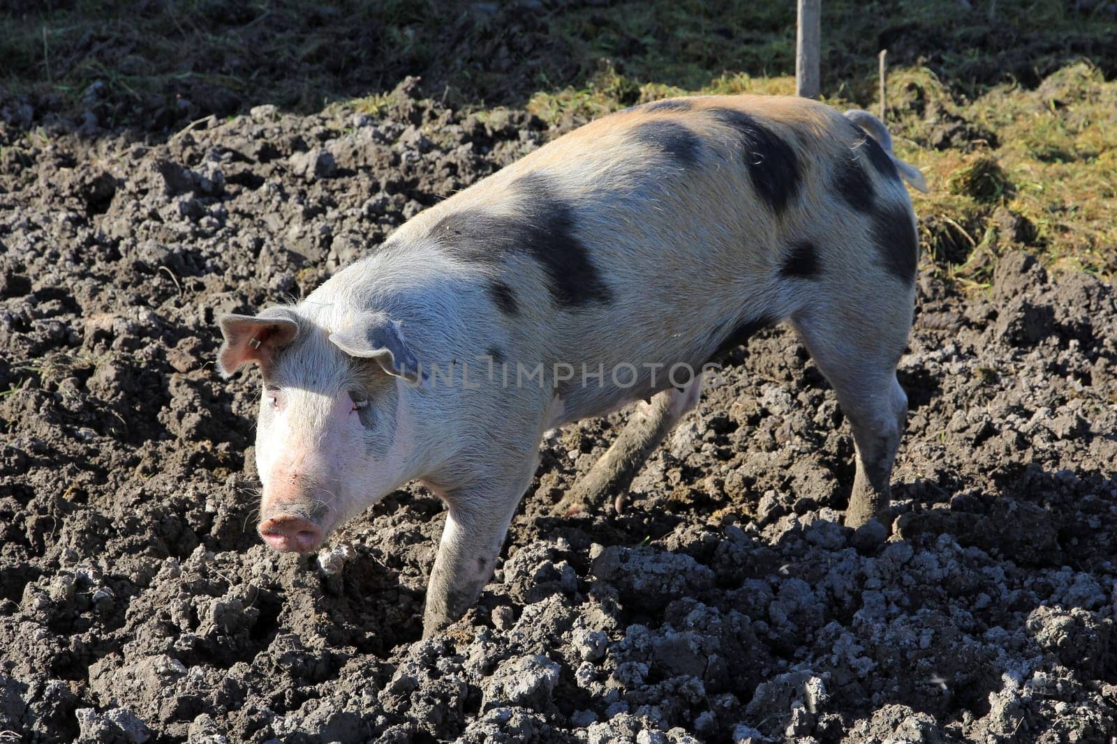 Pig in free range
