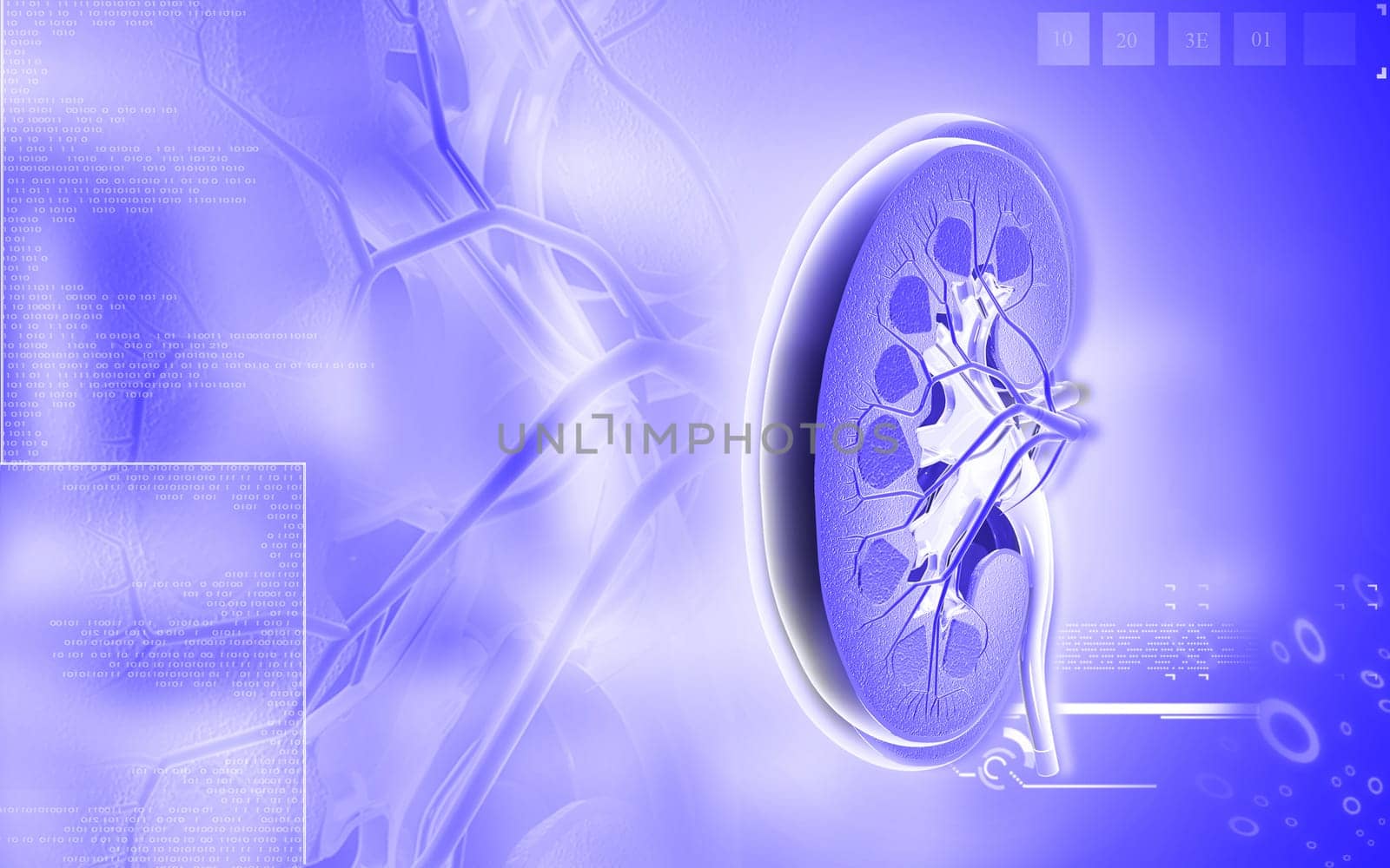Digital illustration of kidney in colour background