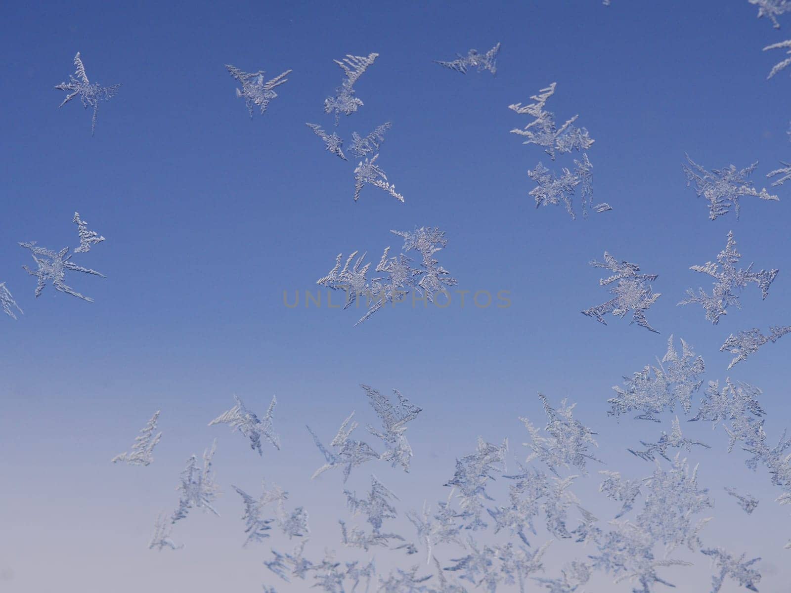 Ice flowers on windows