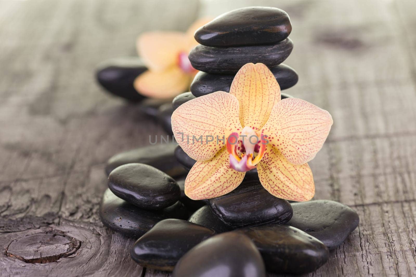 Yellow Moth Orchid and black stones on weathered deck close-up