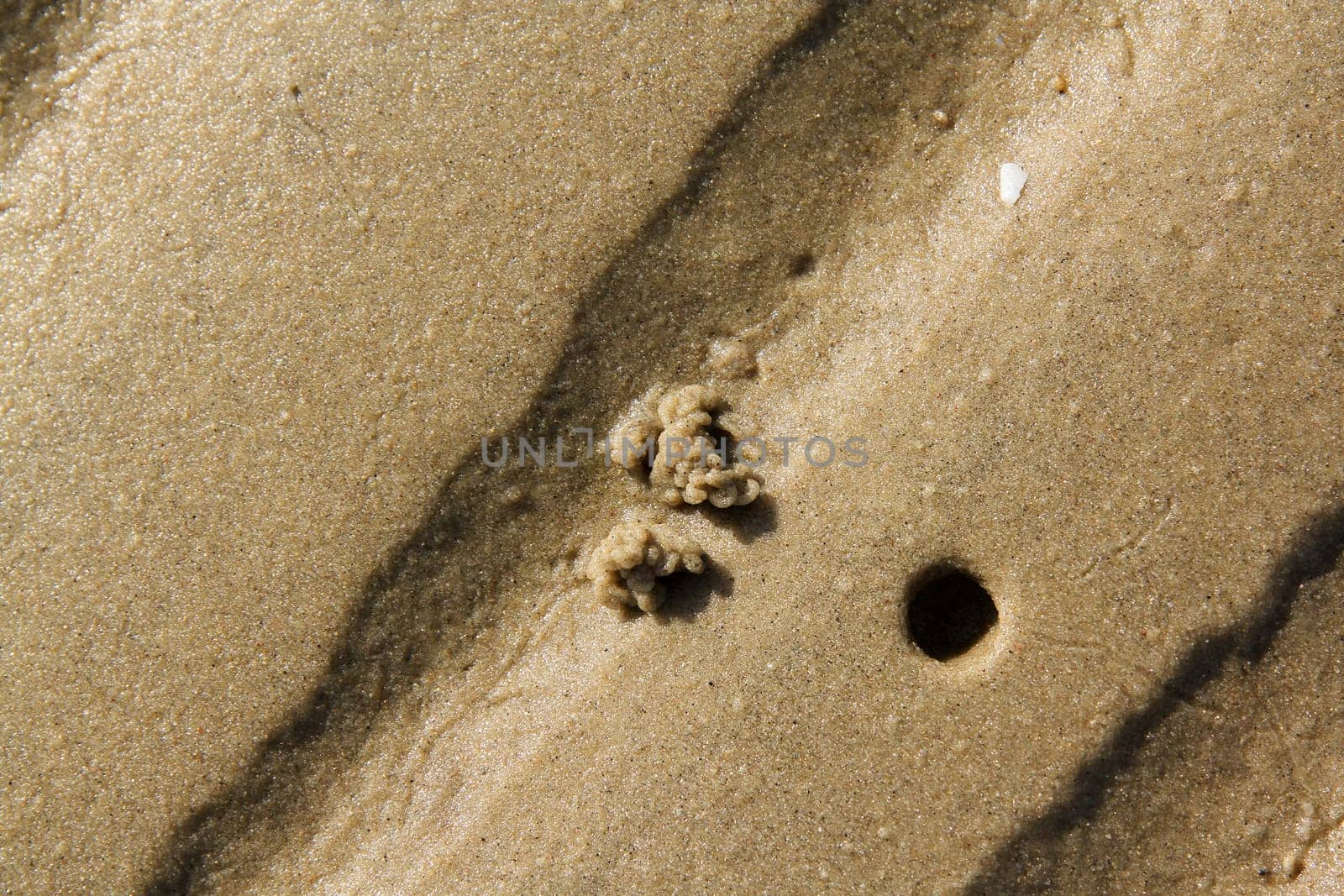 North Sea,the Wadden Sea,rock worm