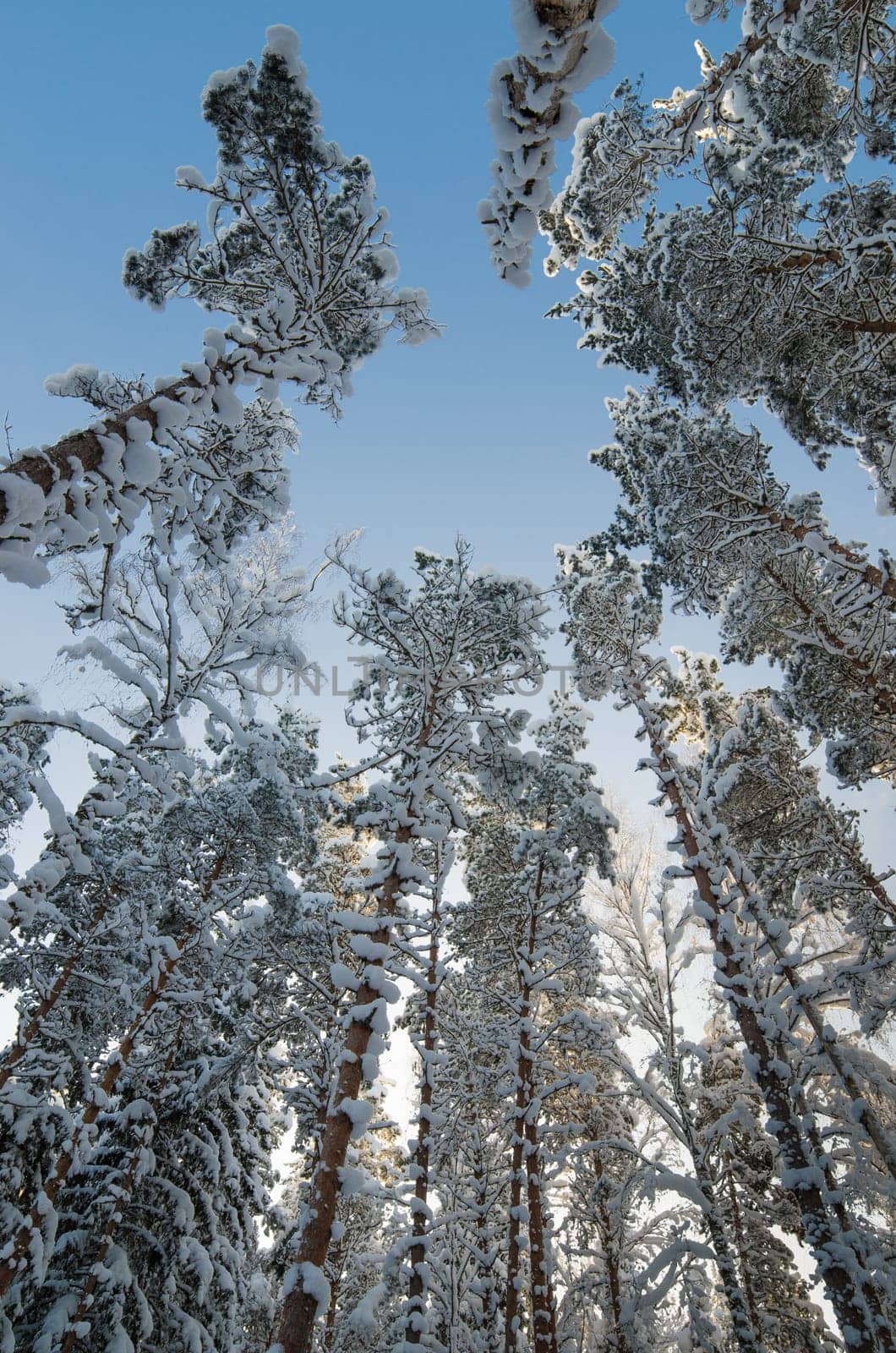 Winter snow covered treetops against the blue sky. Viitna, Estonia.