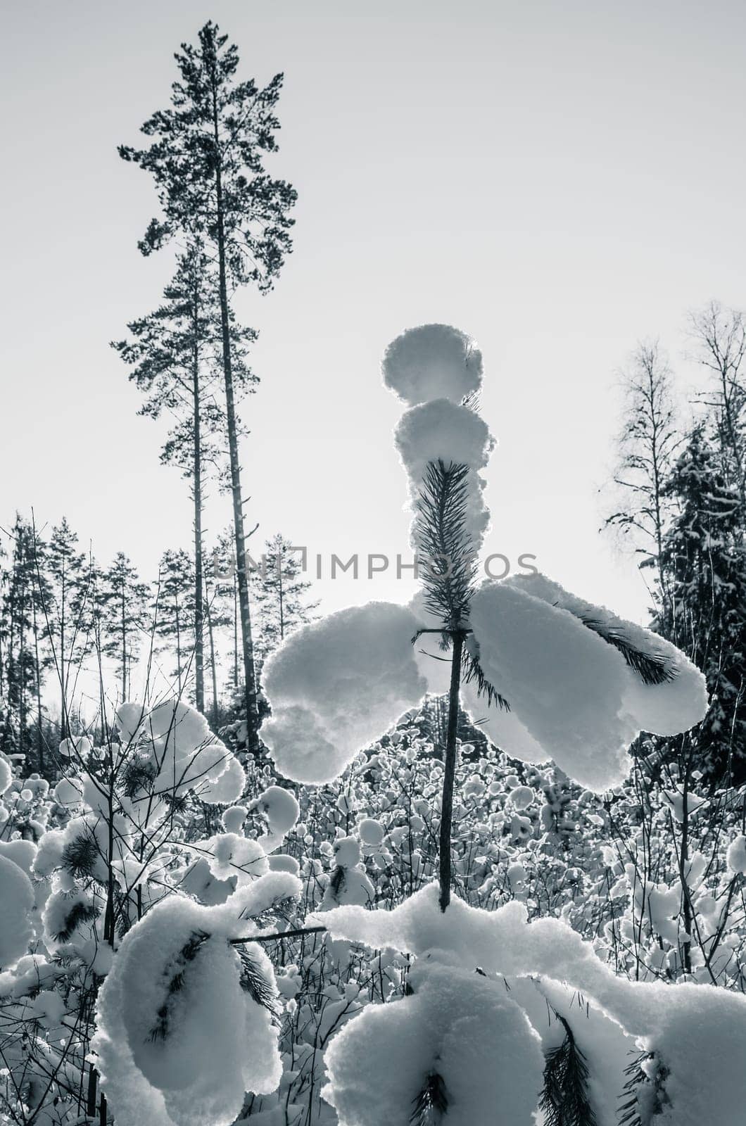 Beautiful freakish snowdrifts on young pines. Toning