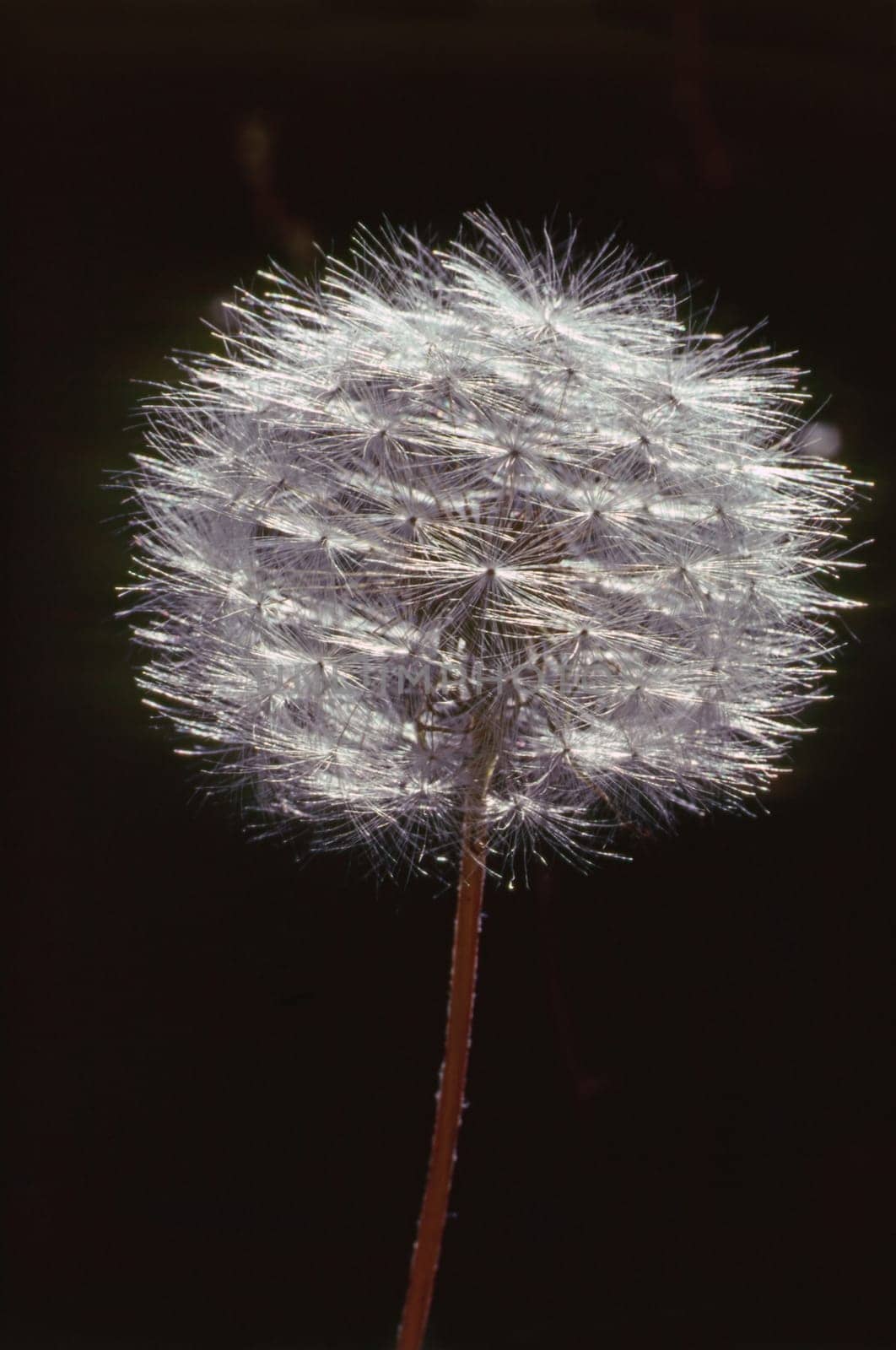 Close up of a back lighted Dandelion