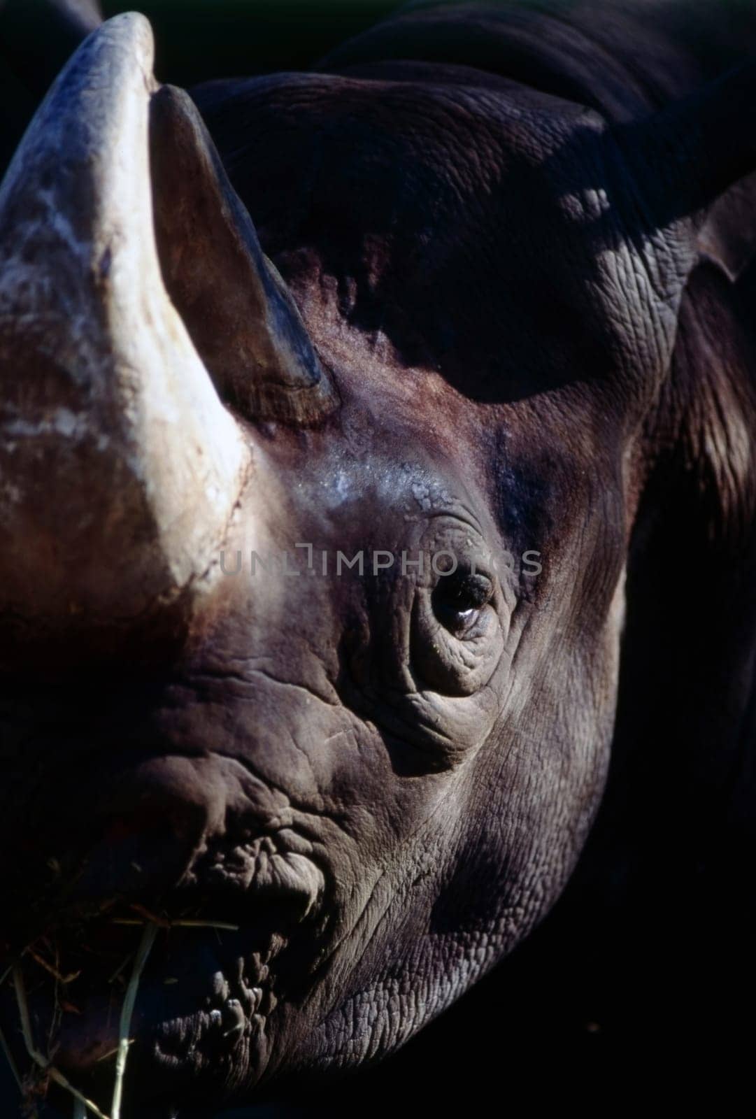 Close up of a isolated Rhinoceros