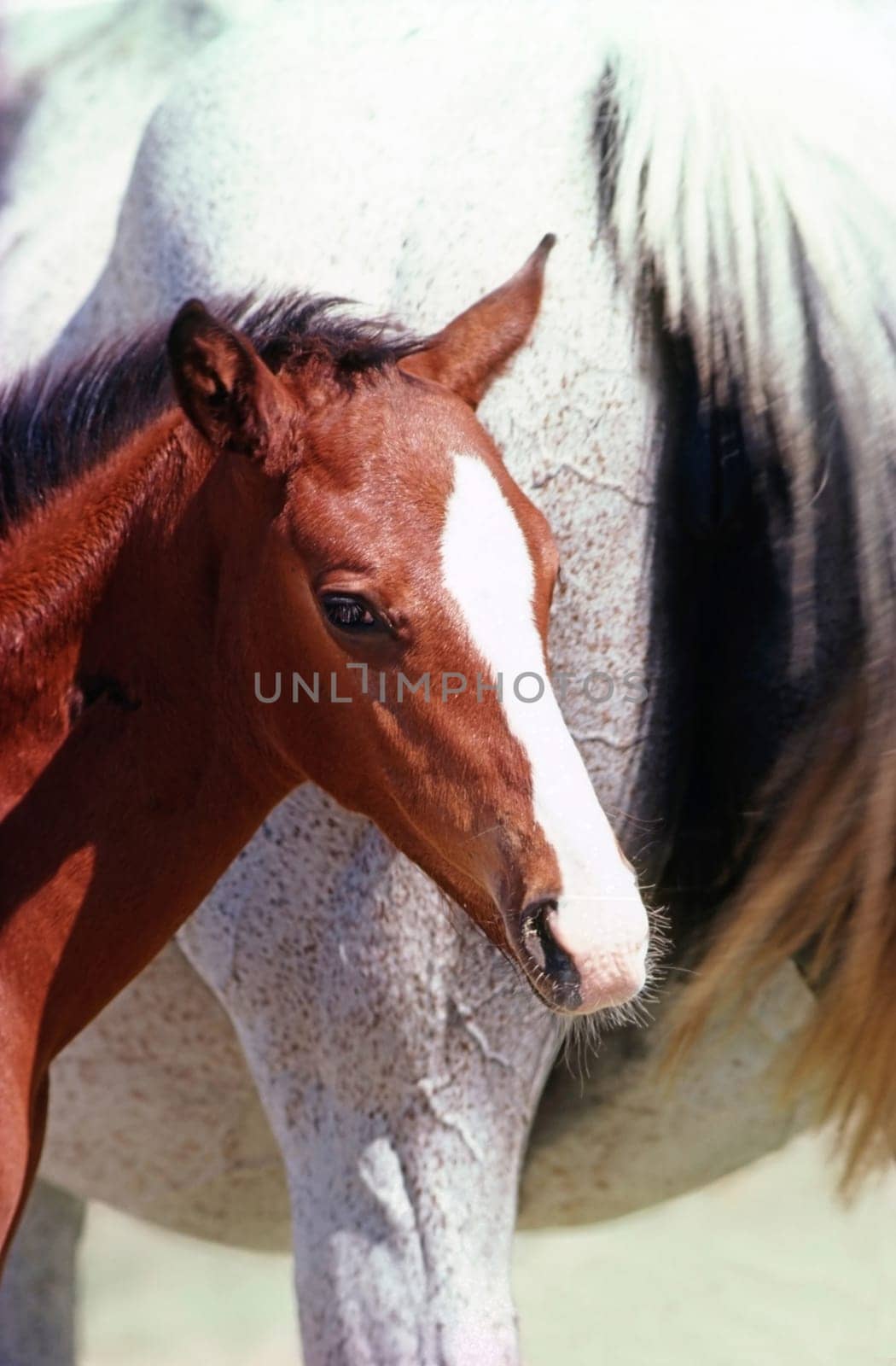 Mare with foal on farm