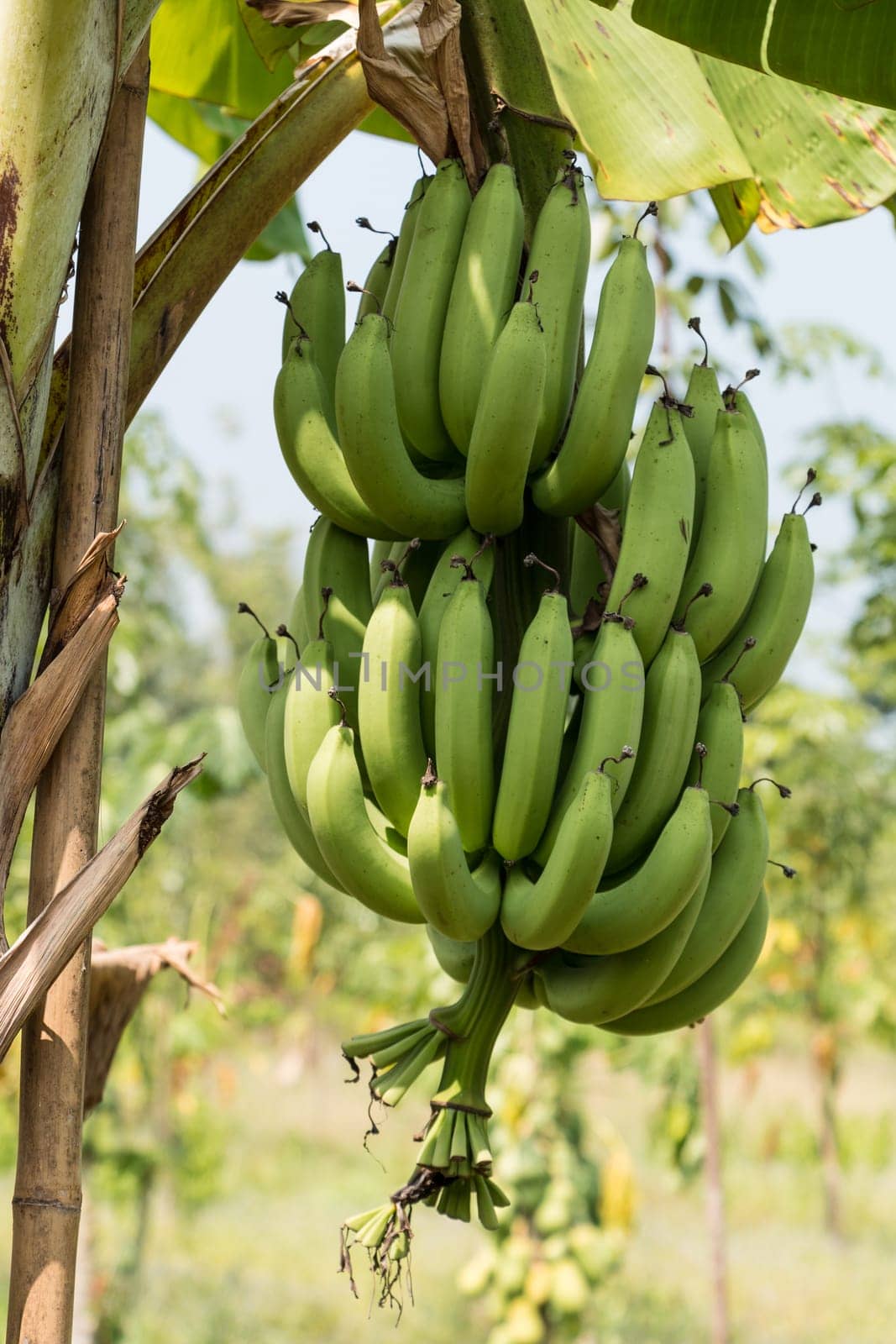 Bananas,tree with fruit on a plantation