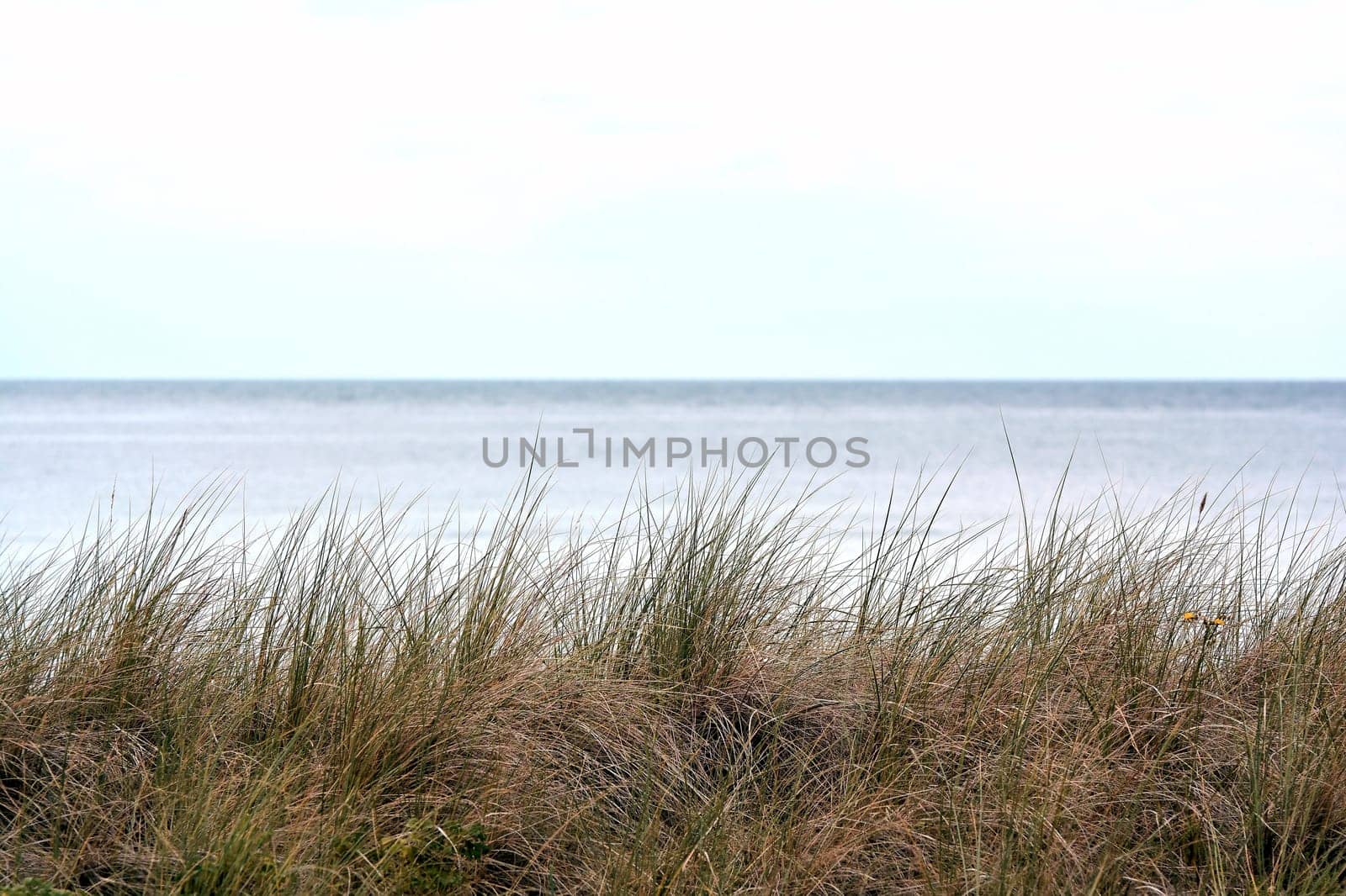 Grass on the beach