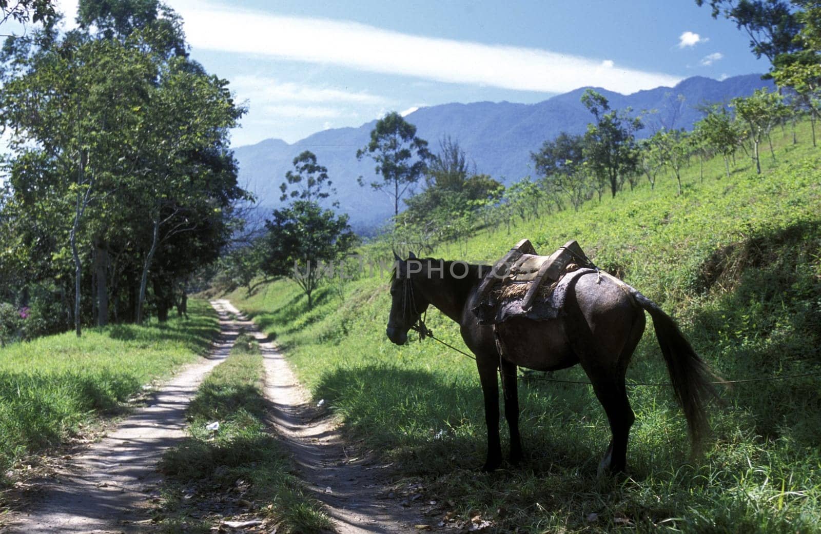 a Horse near the Village of Gracias in Honduras in Central America
