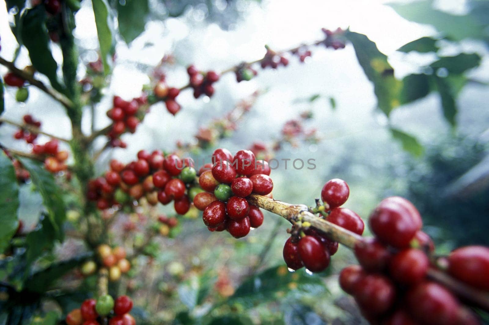 the coffee plantations in the hills of copan in honduras in central america