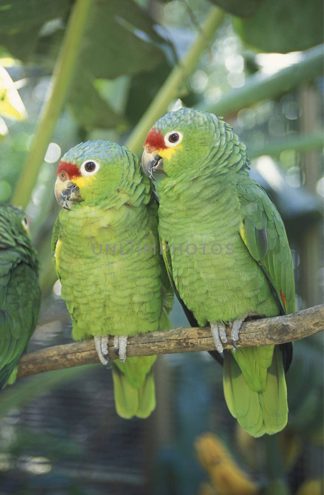 Tropical Birds in the town of Copan in Honduras in Central America