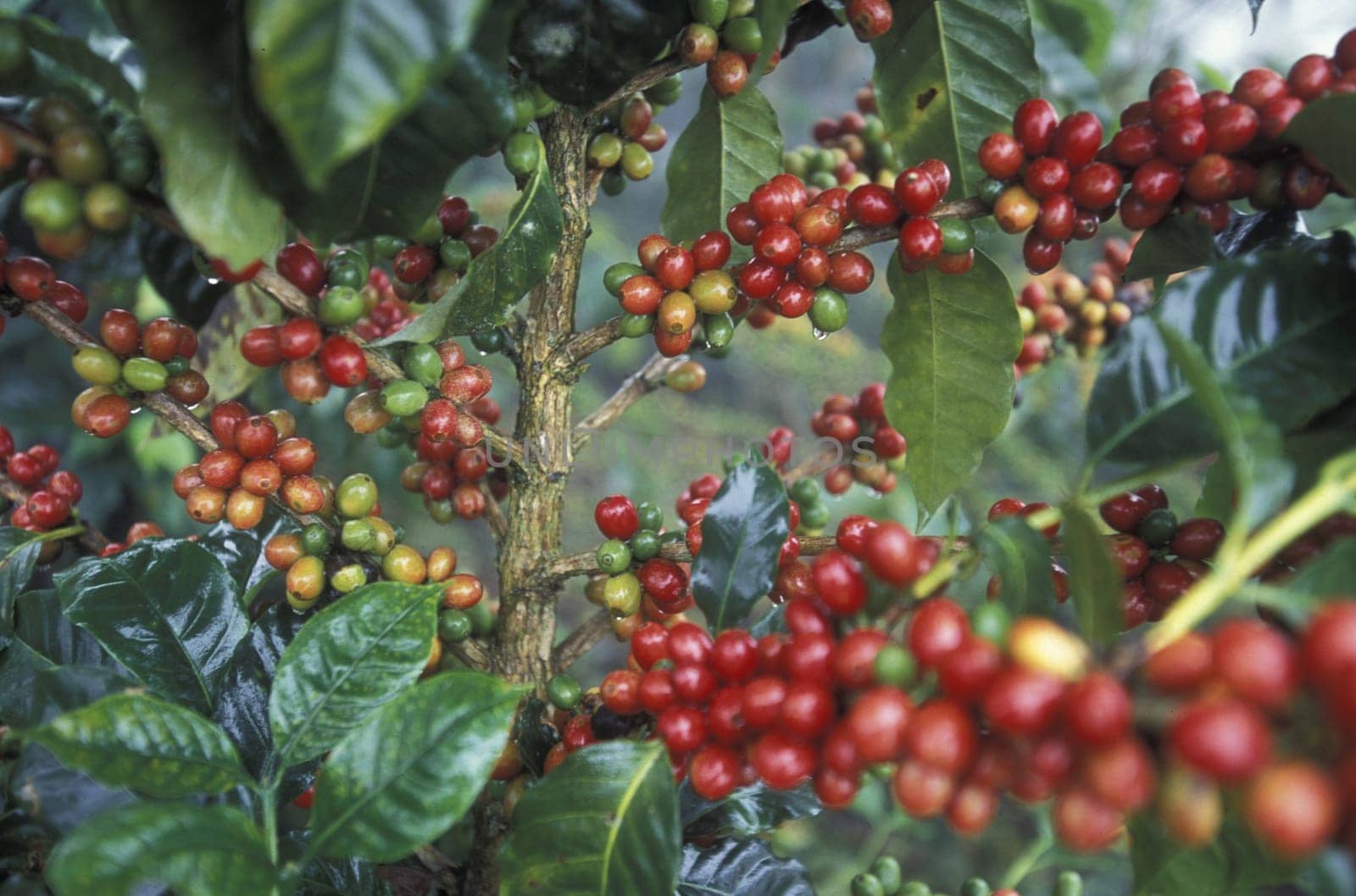 the coffee plantations in the hills of copan in honduras in central america