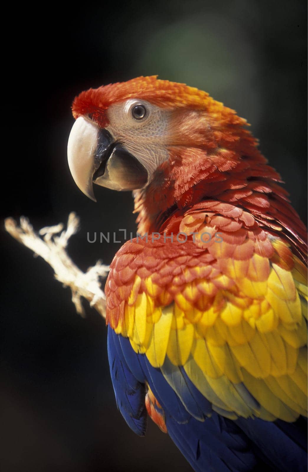 Tropical Birds in the town of Copan in Honduras in Central America