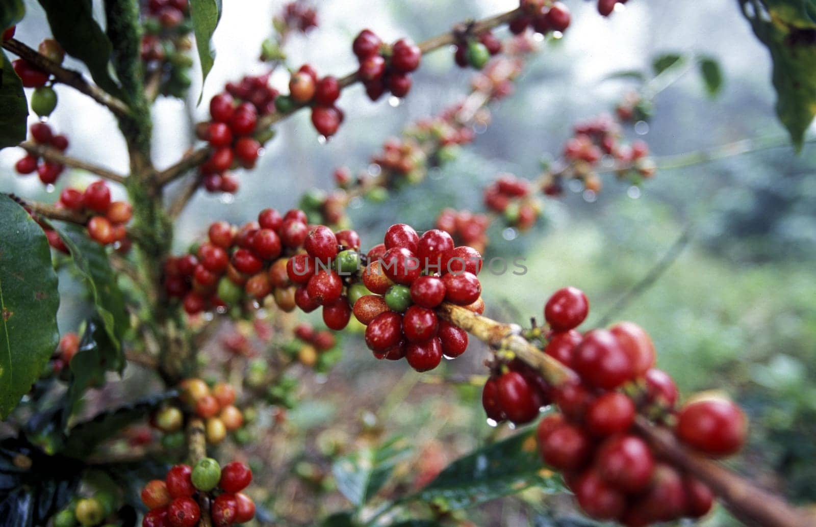 the coffee plantations in the hills of copan in honduras in central america