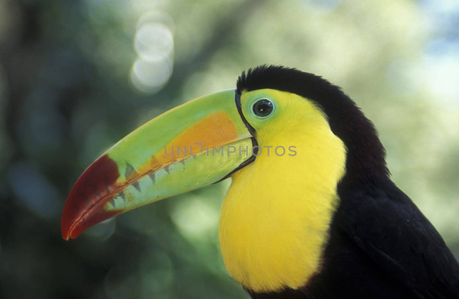 Tropical Birds in the town of Copan in Honduras in Central America