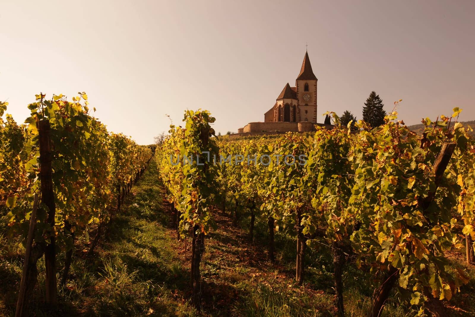The wine Hills of the village of Hunawihr in the province of Alsace in France in Europe