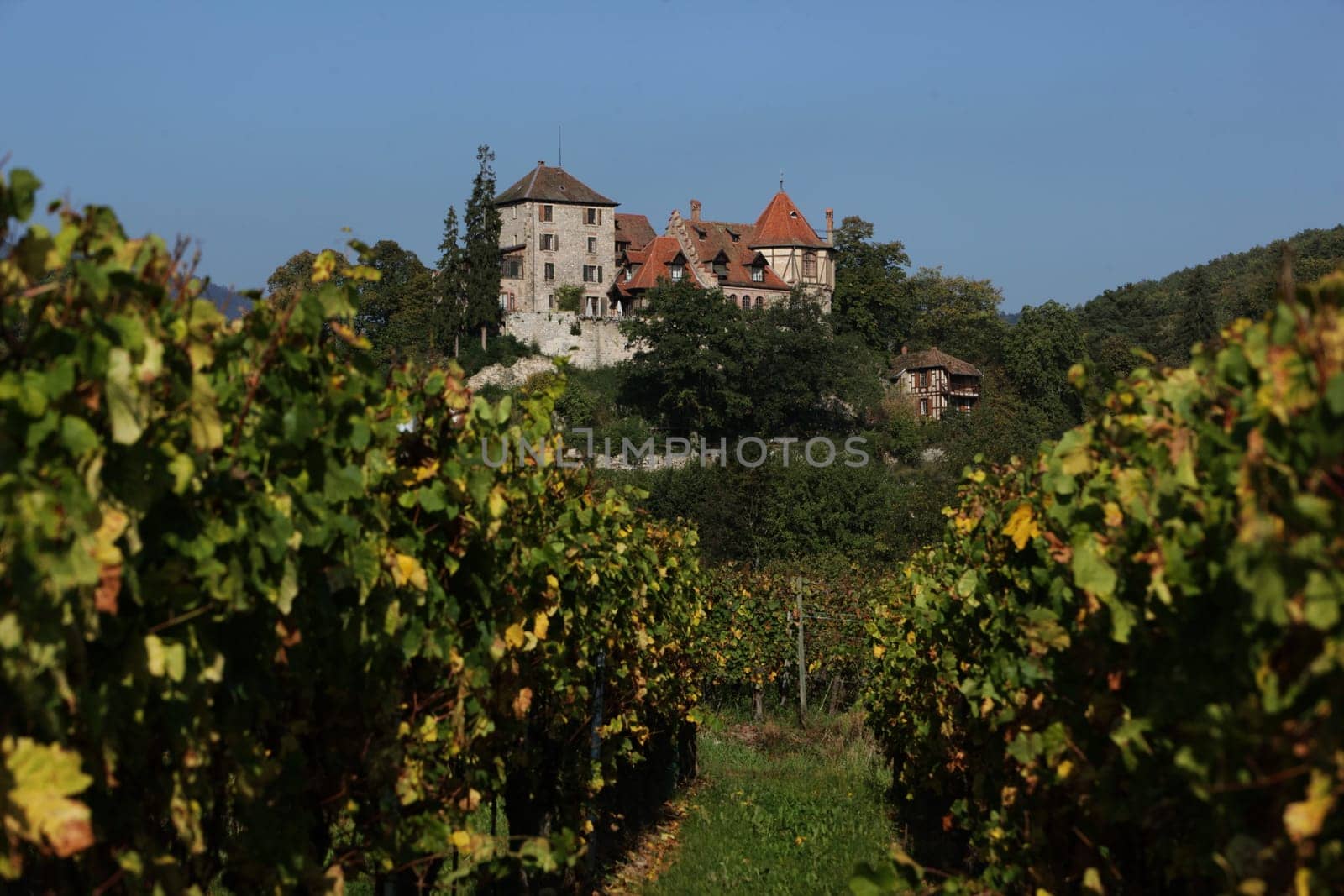 The wine Hills of the village of Rorschwihr in the province of Alsace in France in Europe