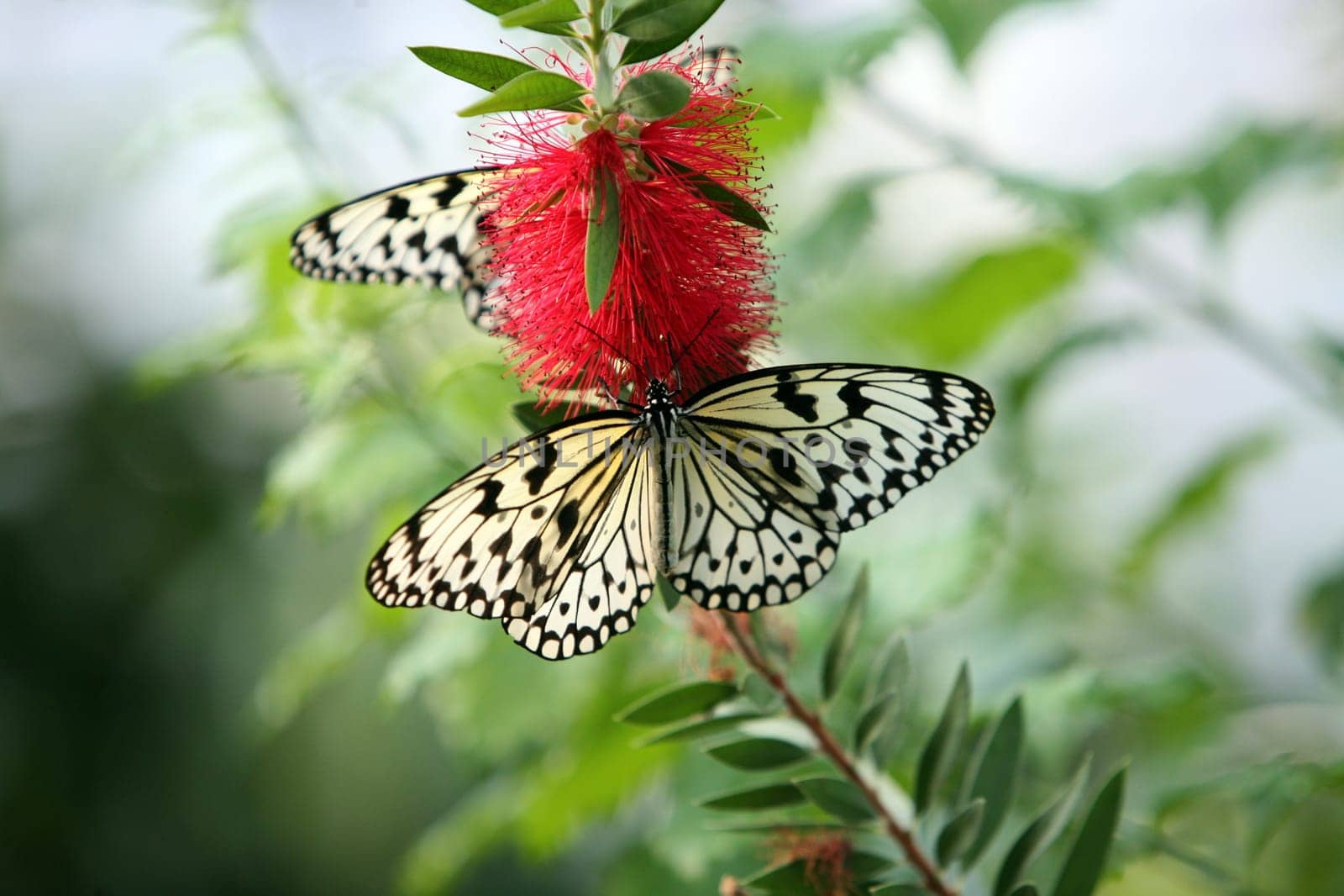 the Butterfly parc in the village of Hunawihr in the province of Alsace in France in Europe