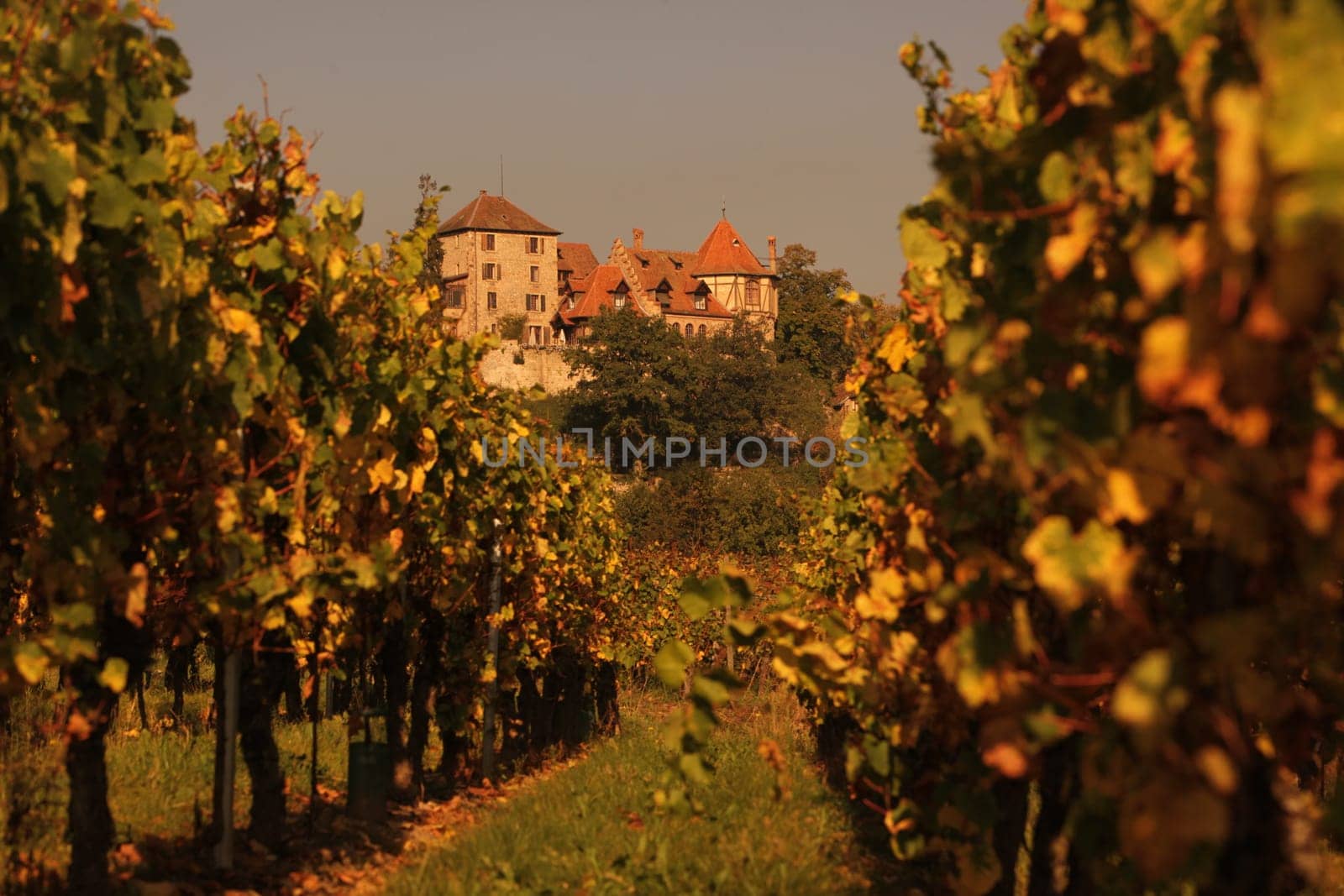 The wine Hills of the village of Rorschwihr in the province of Alsace in France in Europe