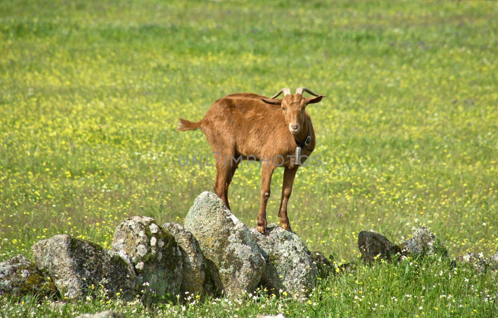 Young goats grazing at Caceres countryside, Spain