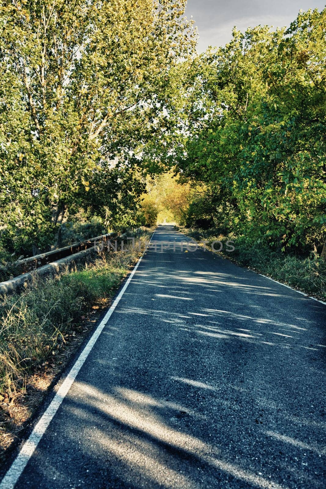 Little country road full of green and yellow black poplars, Caceres, Spain