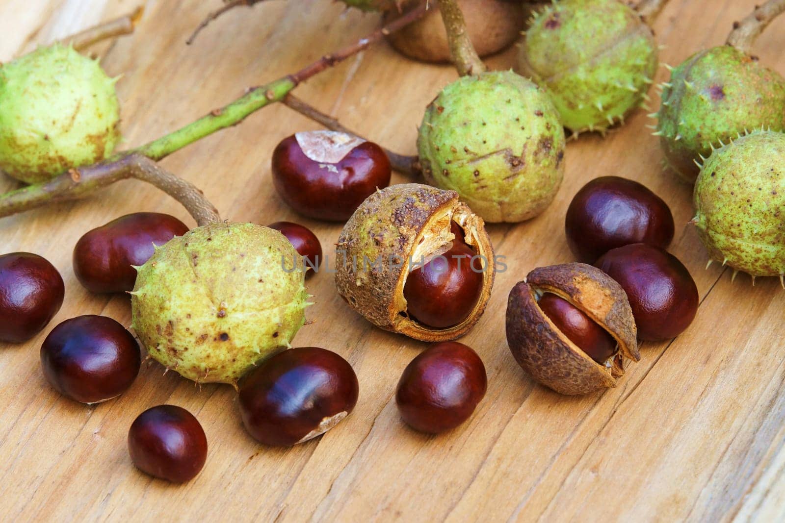 Chestnut