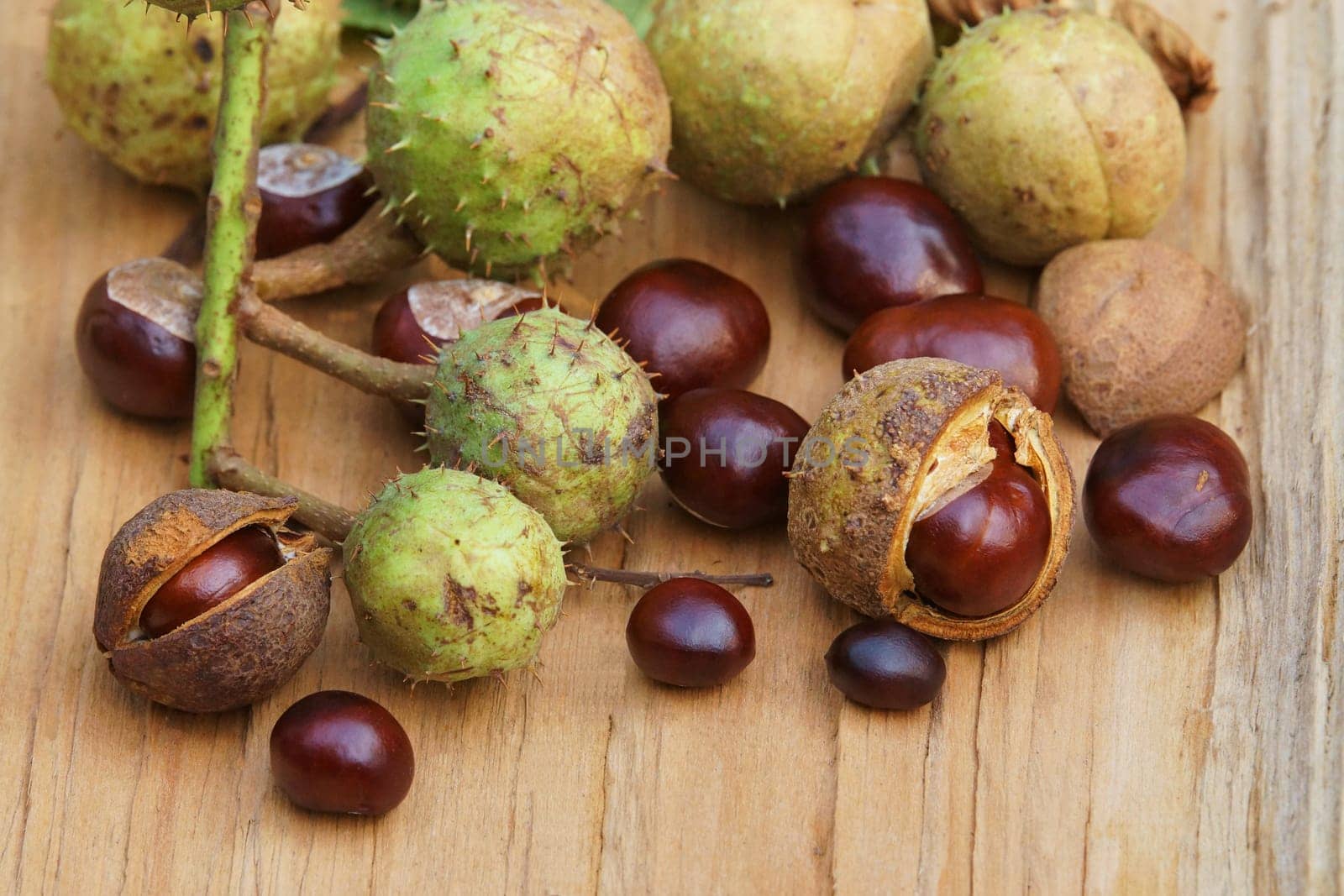 Chestnut