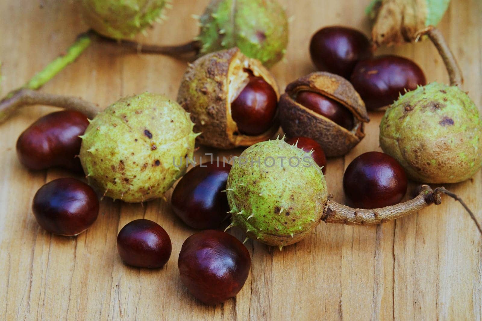 Chestnut