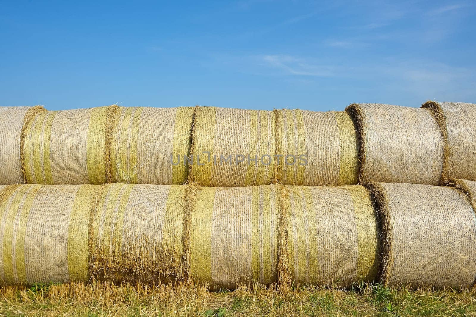 Round hay bales on the field