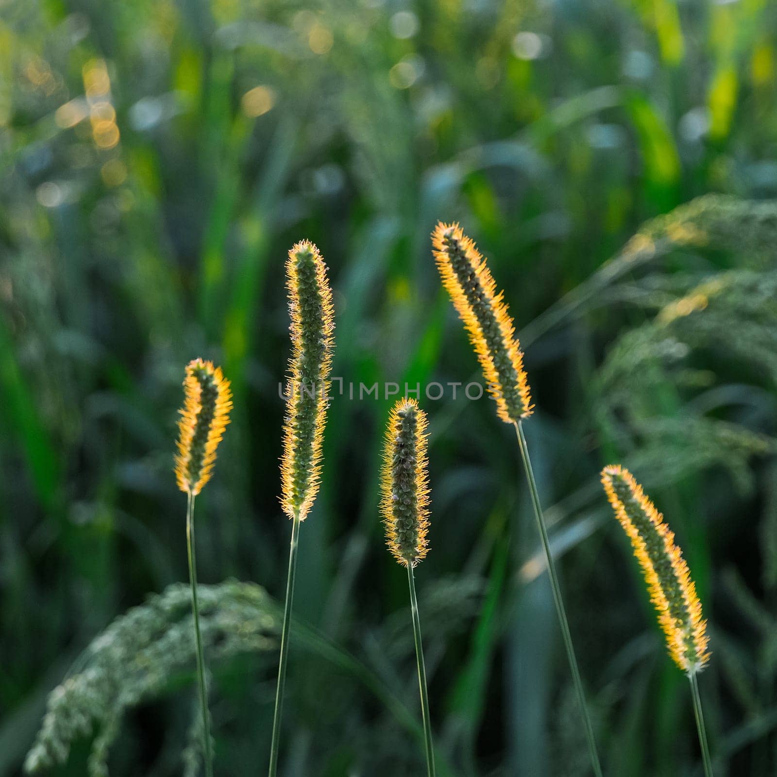 Grass in the backlight