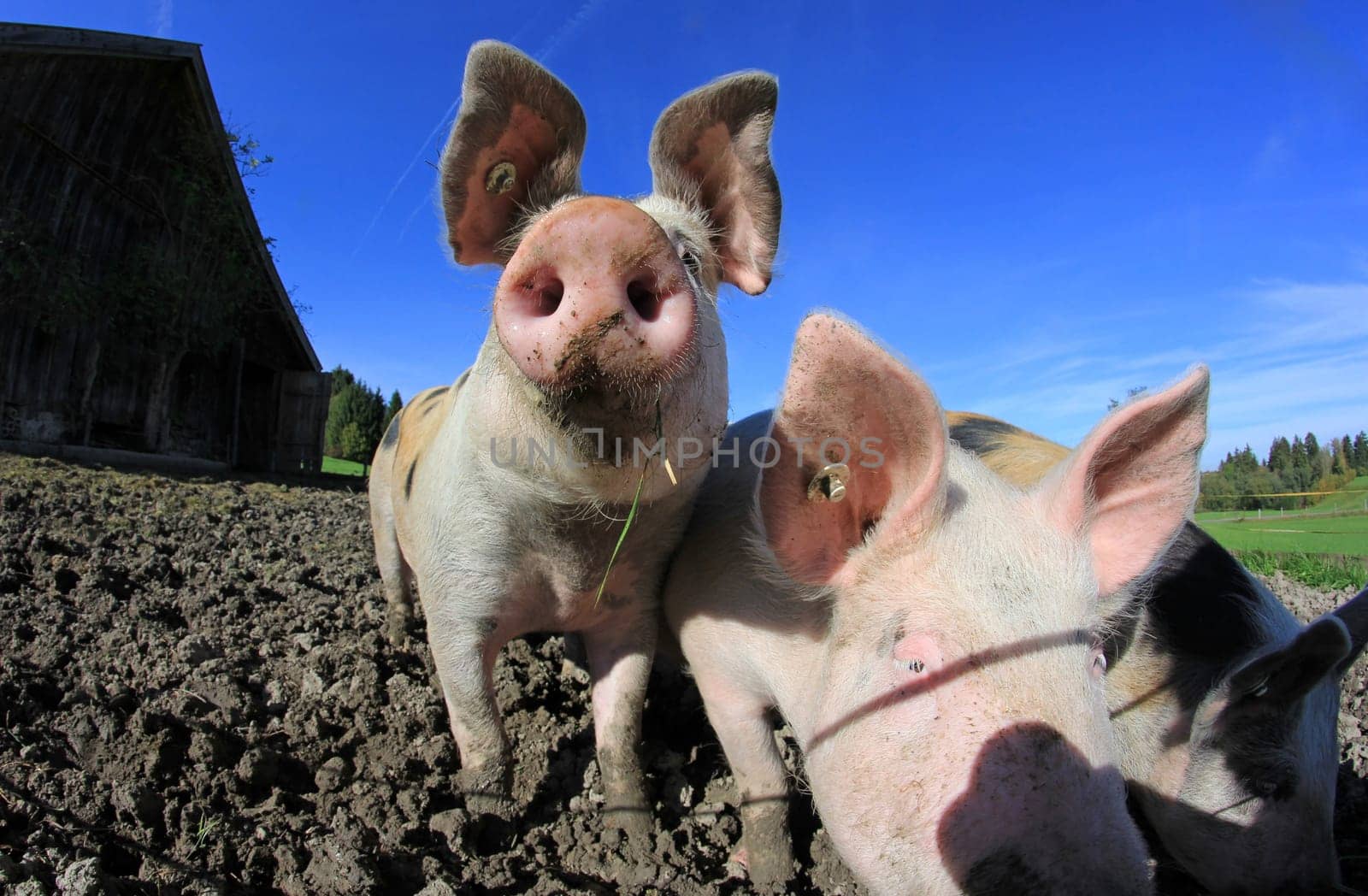 Three pigs on the farm
