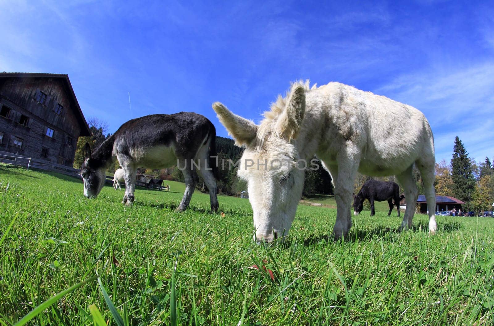 Two donkeys in the pasture
